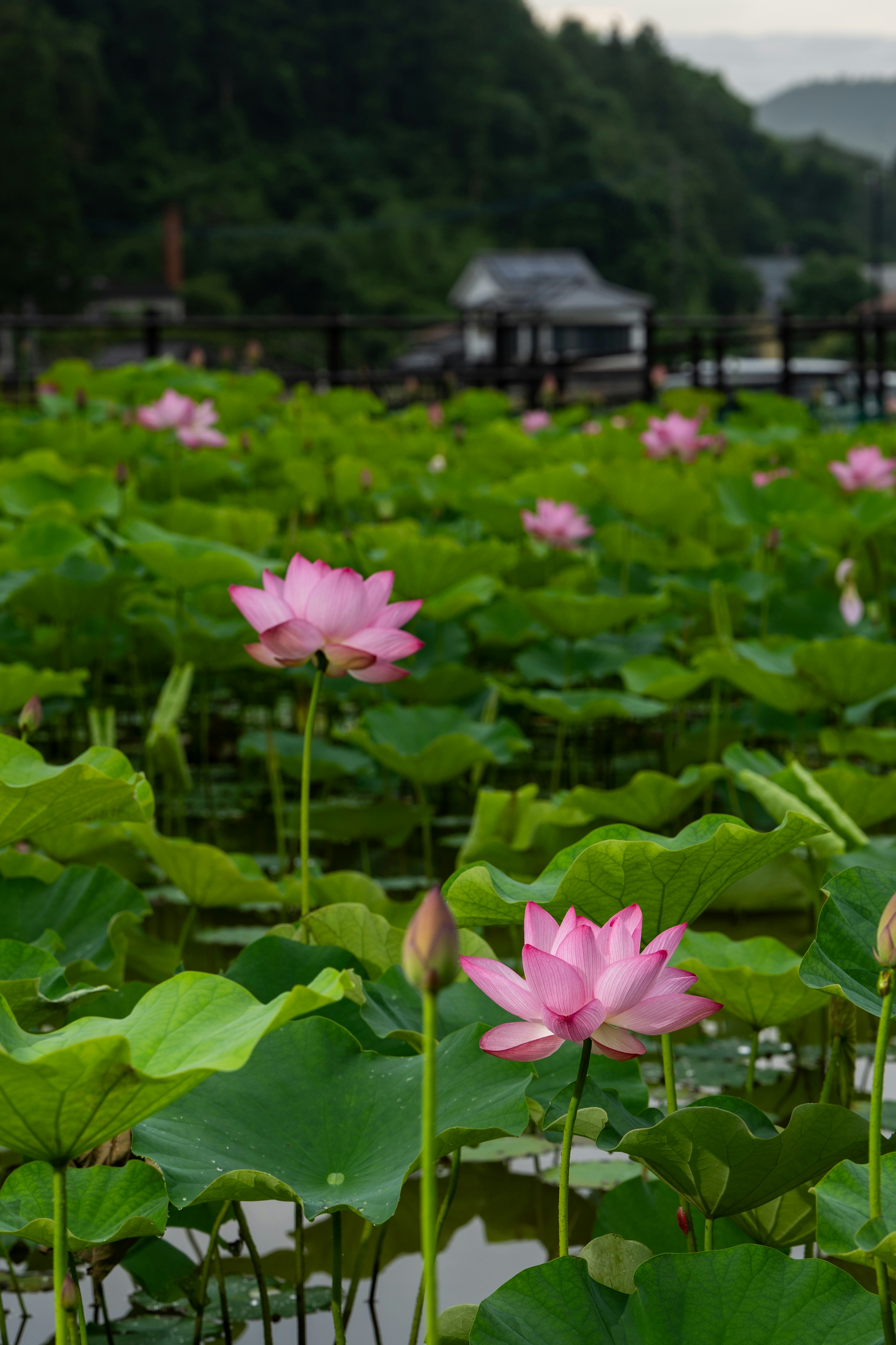 Nagaoka Lotus Festival