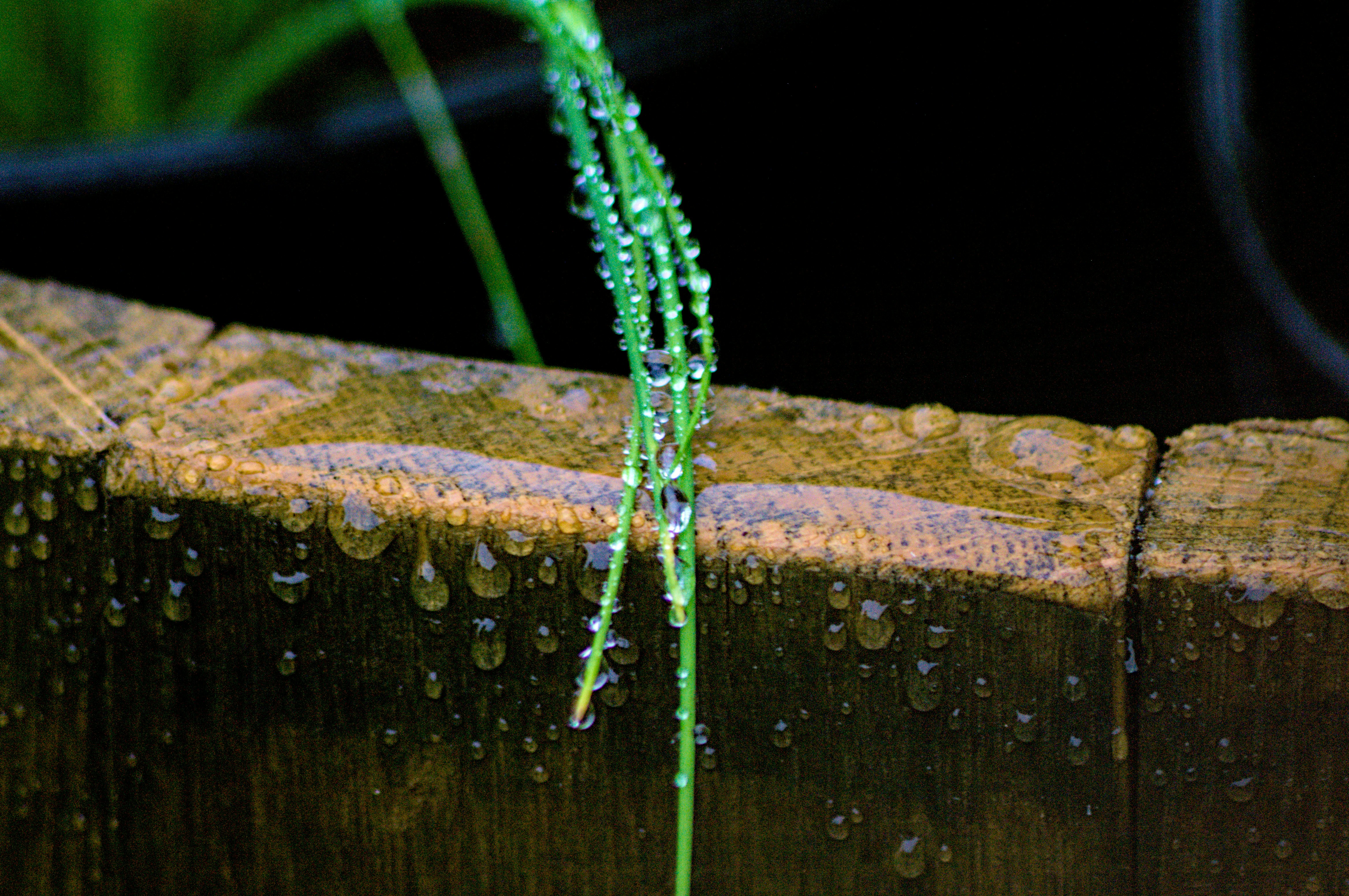 Plant with water droplets close-up