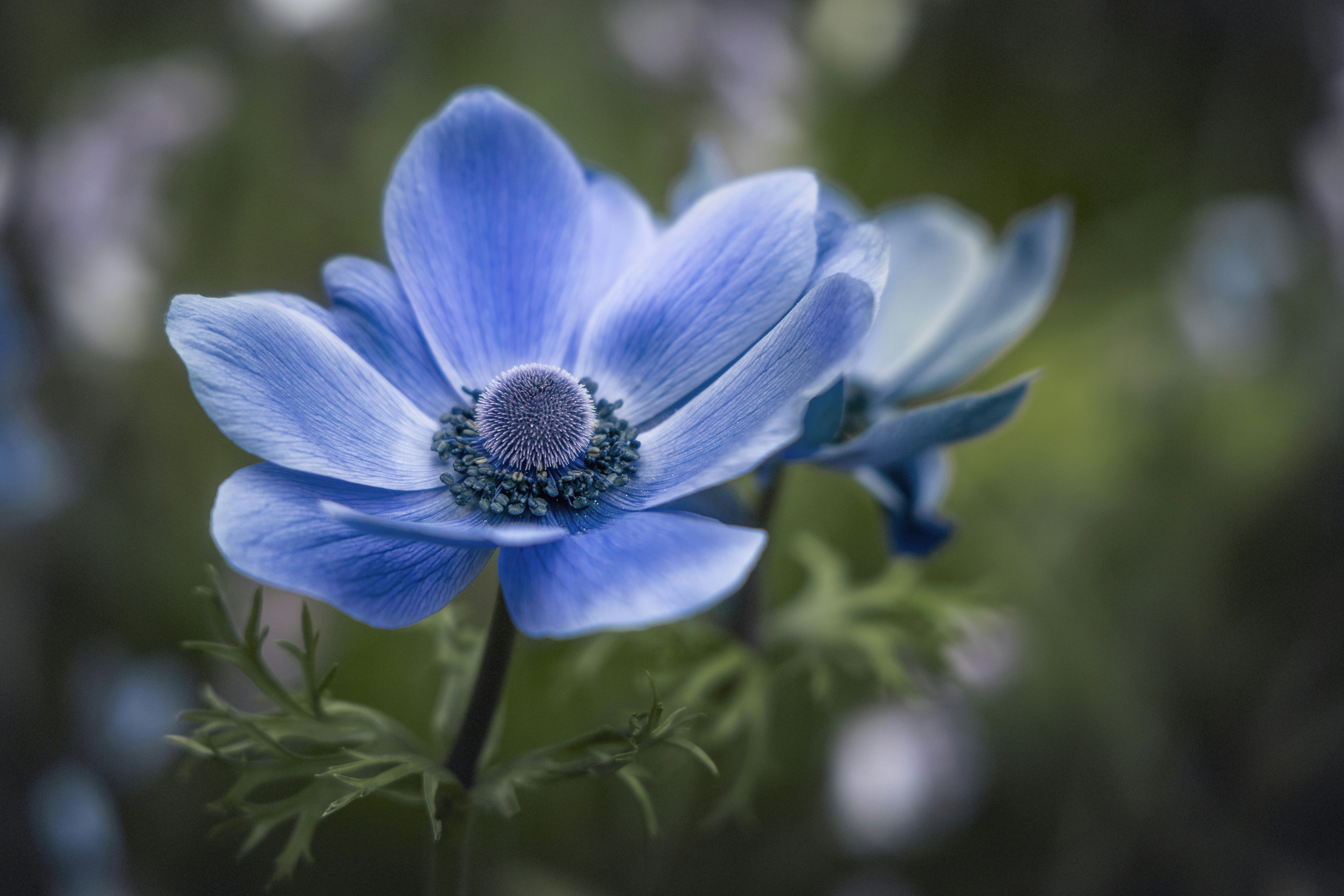 A close up of a blue flower with a blurry background