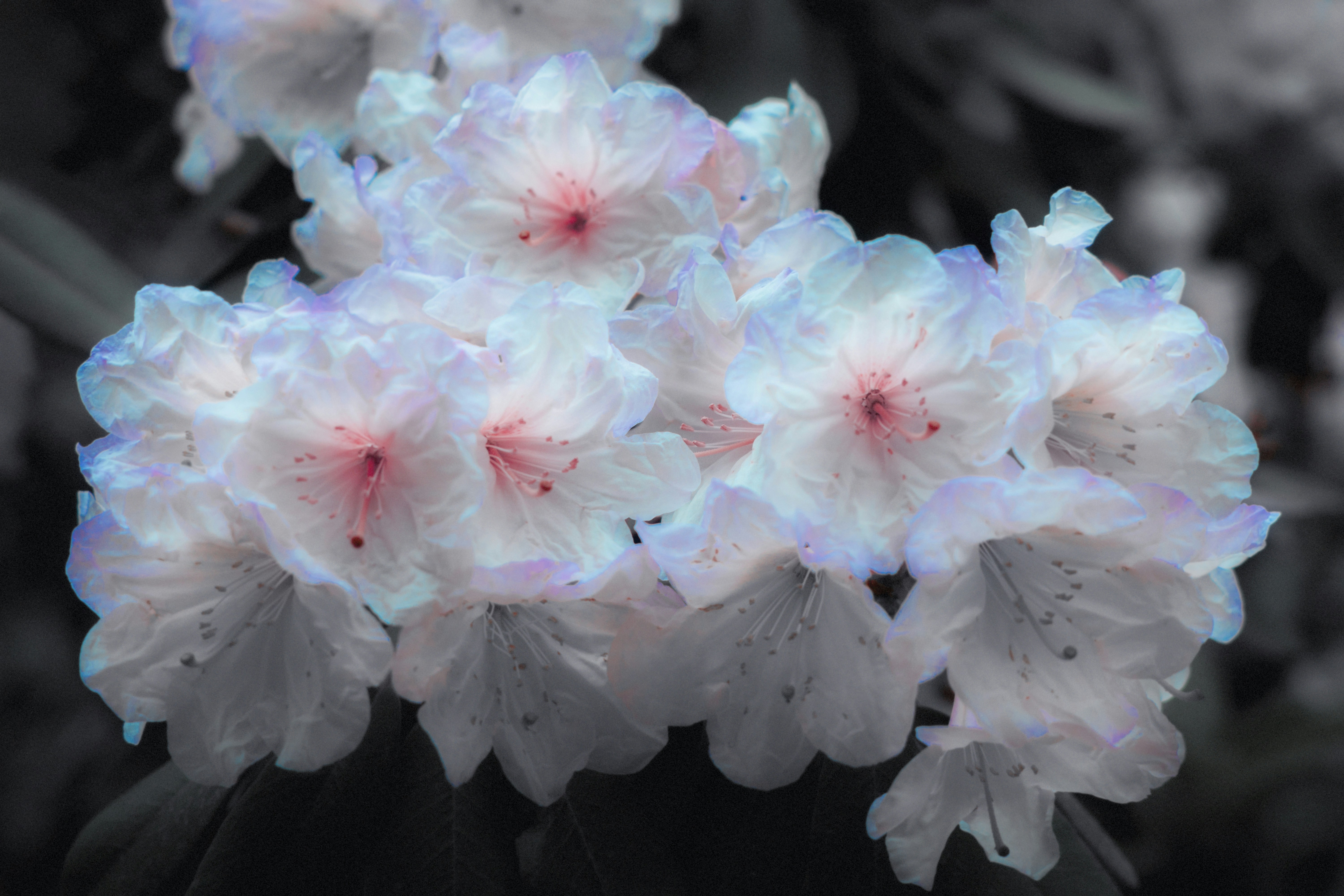 A close up of a bunch of flowers