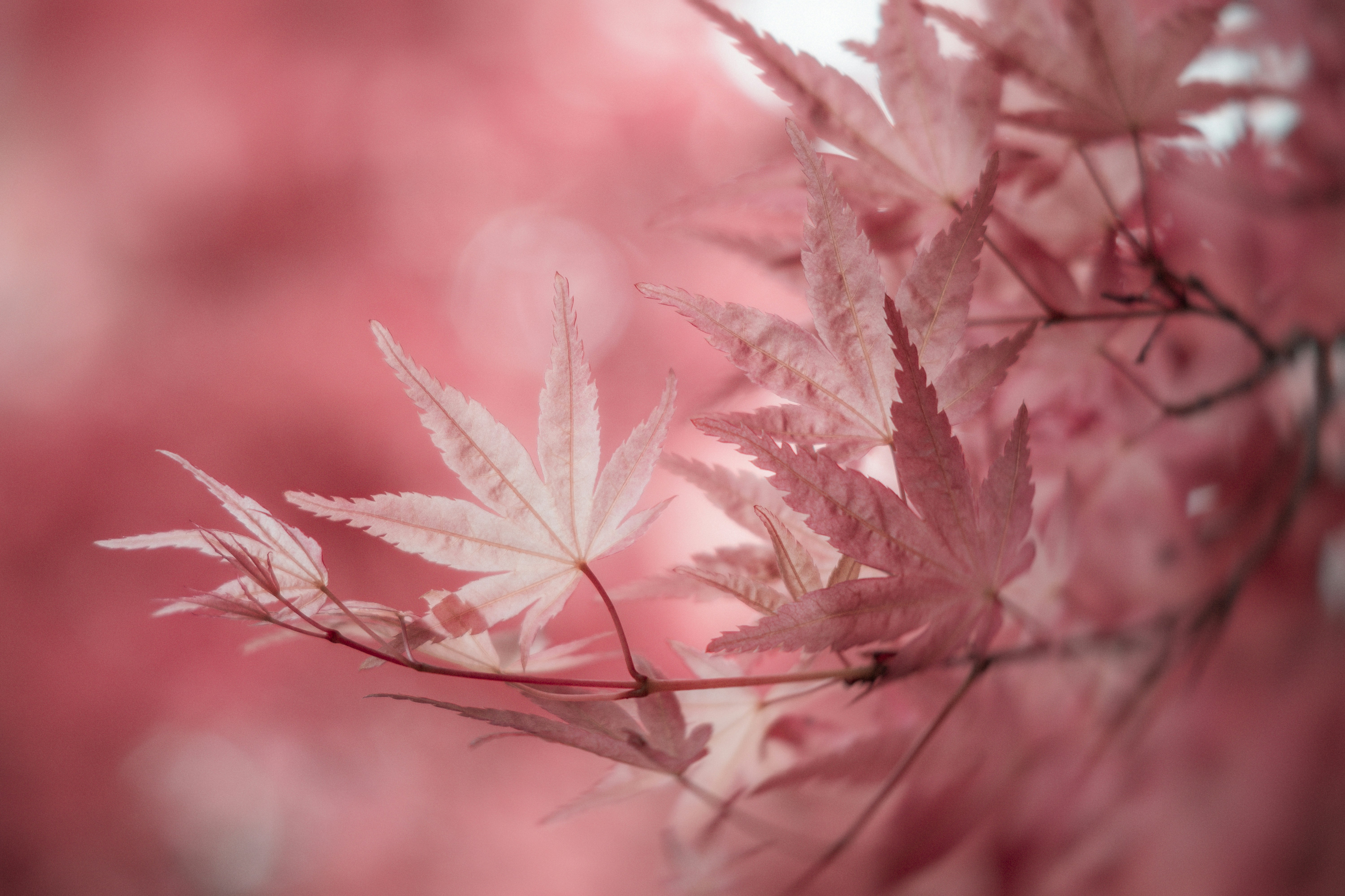 A blurry photo of a leafy tree