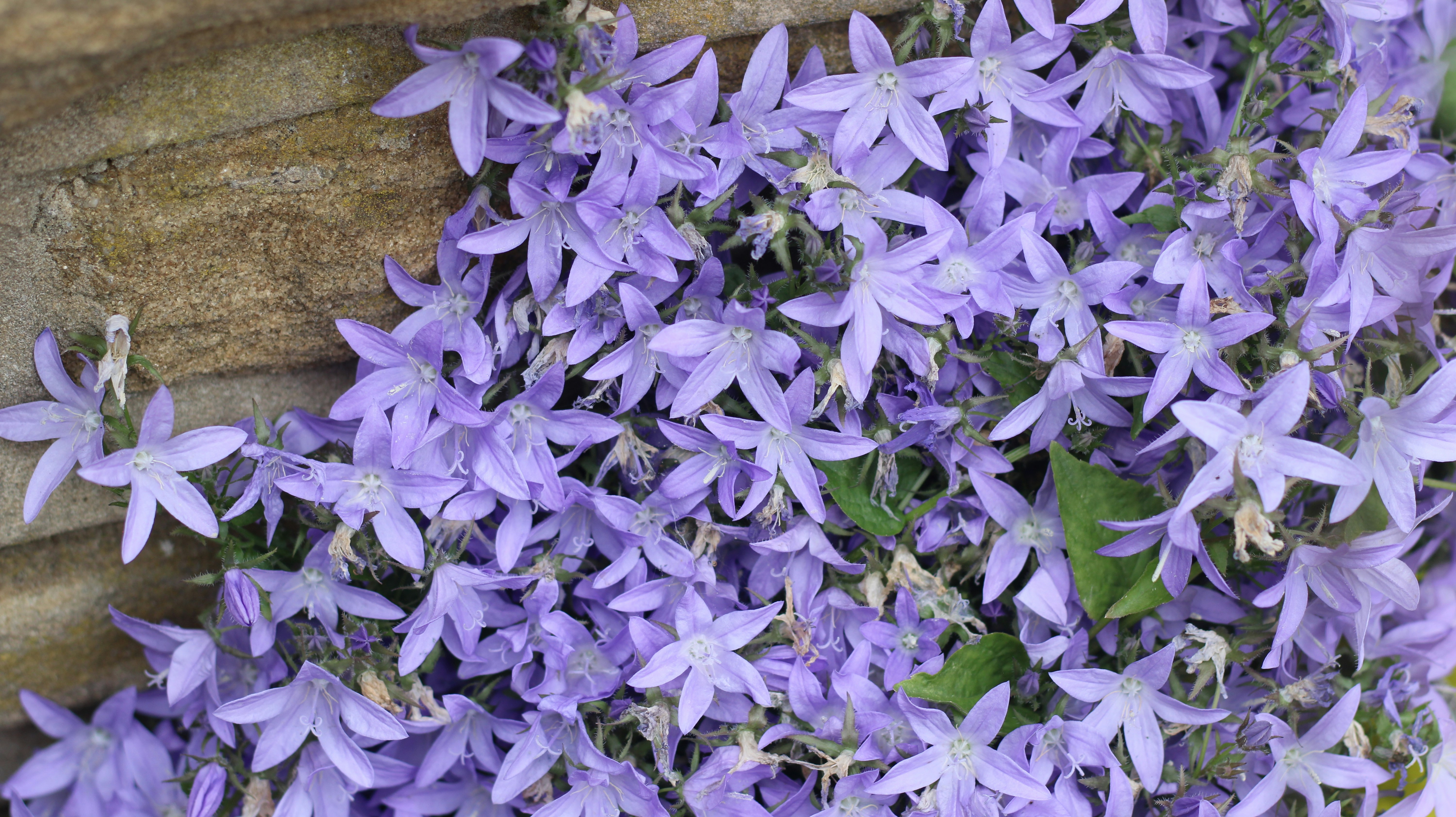 A bunch of purple flowers that are on a wall