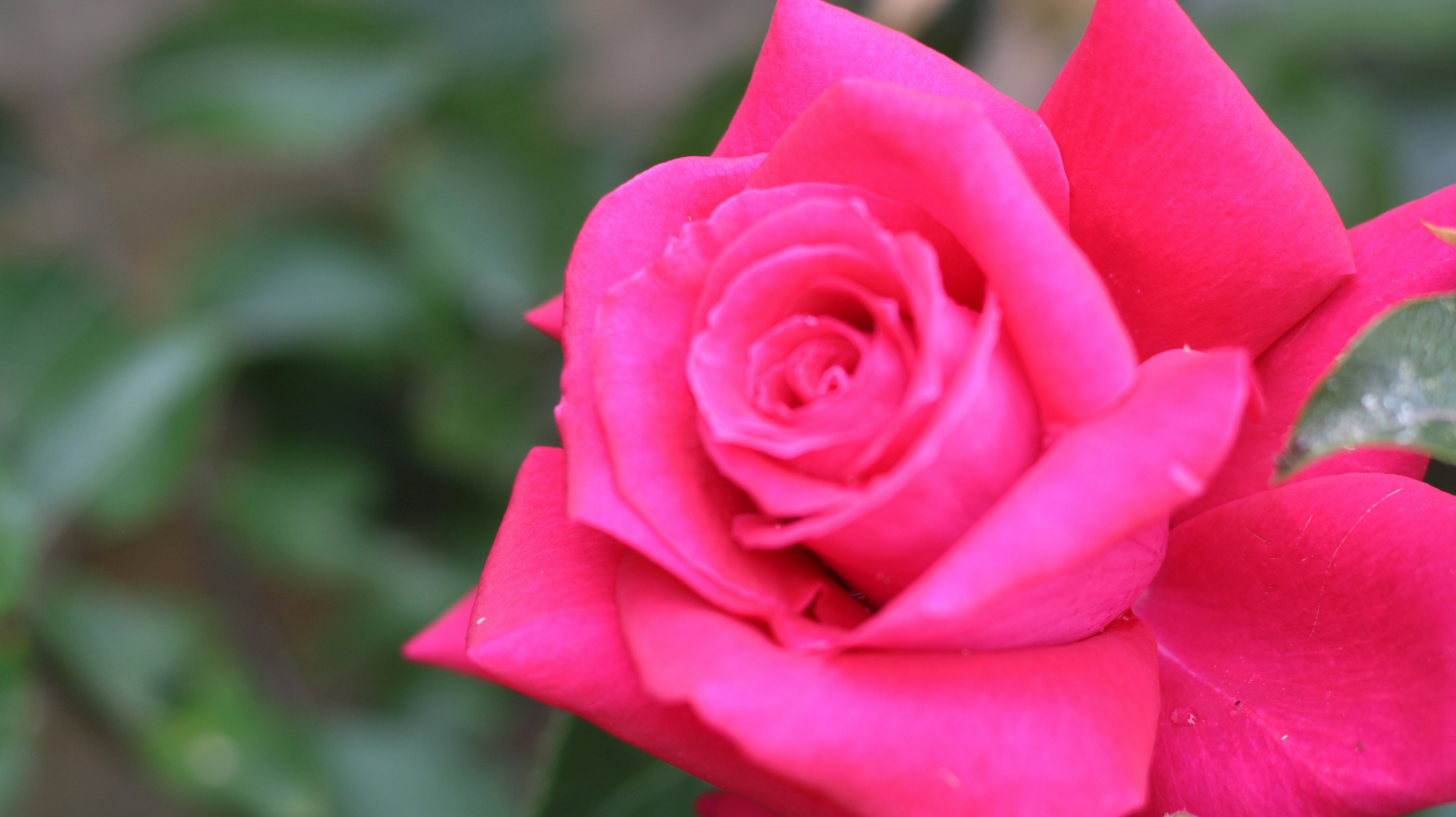 A close up of a pink rose with green leaves