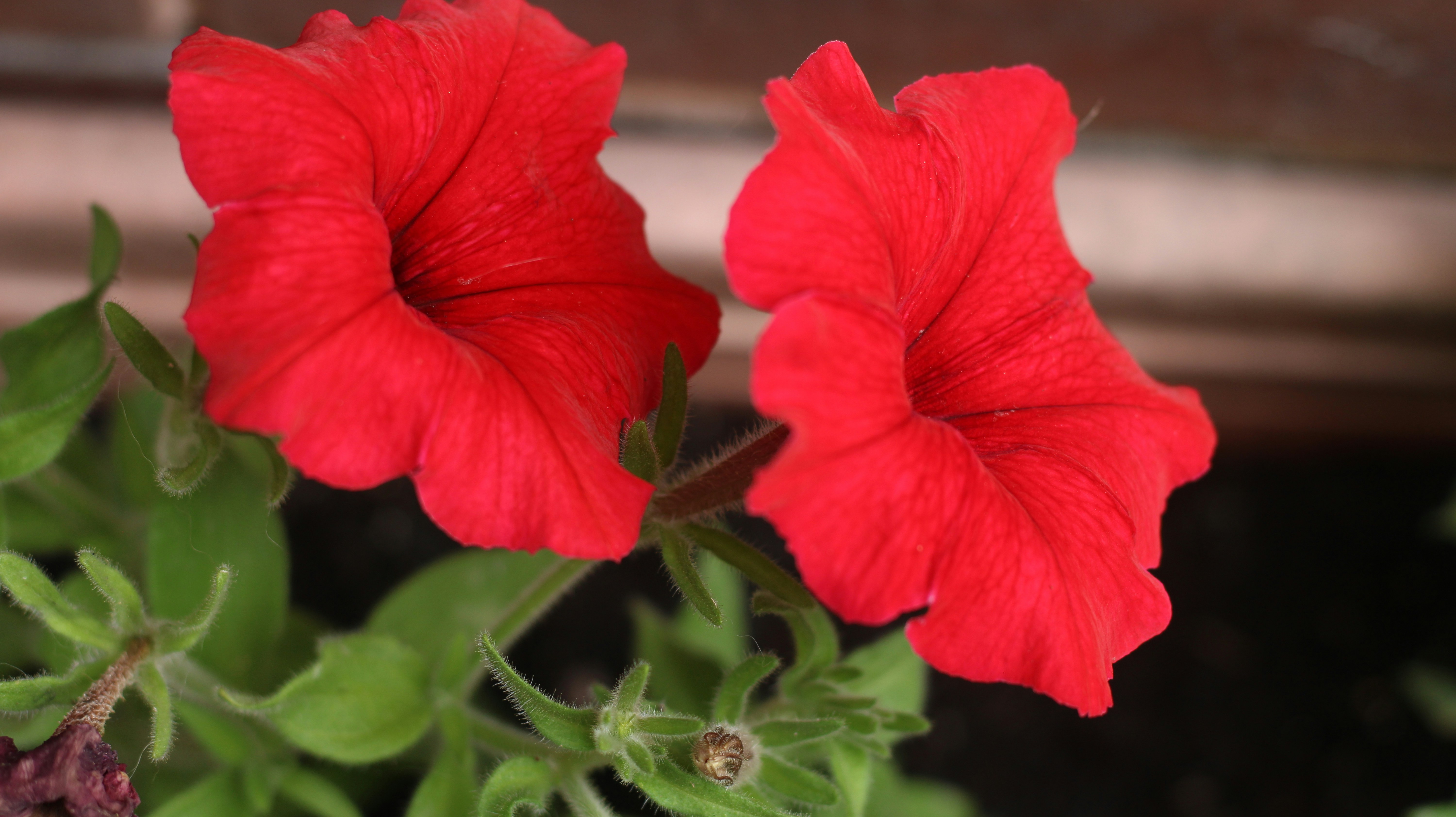 A close up of two red flowers on a plant