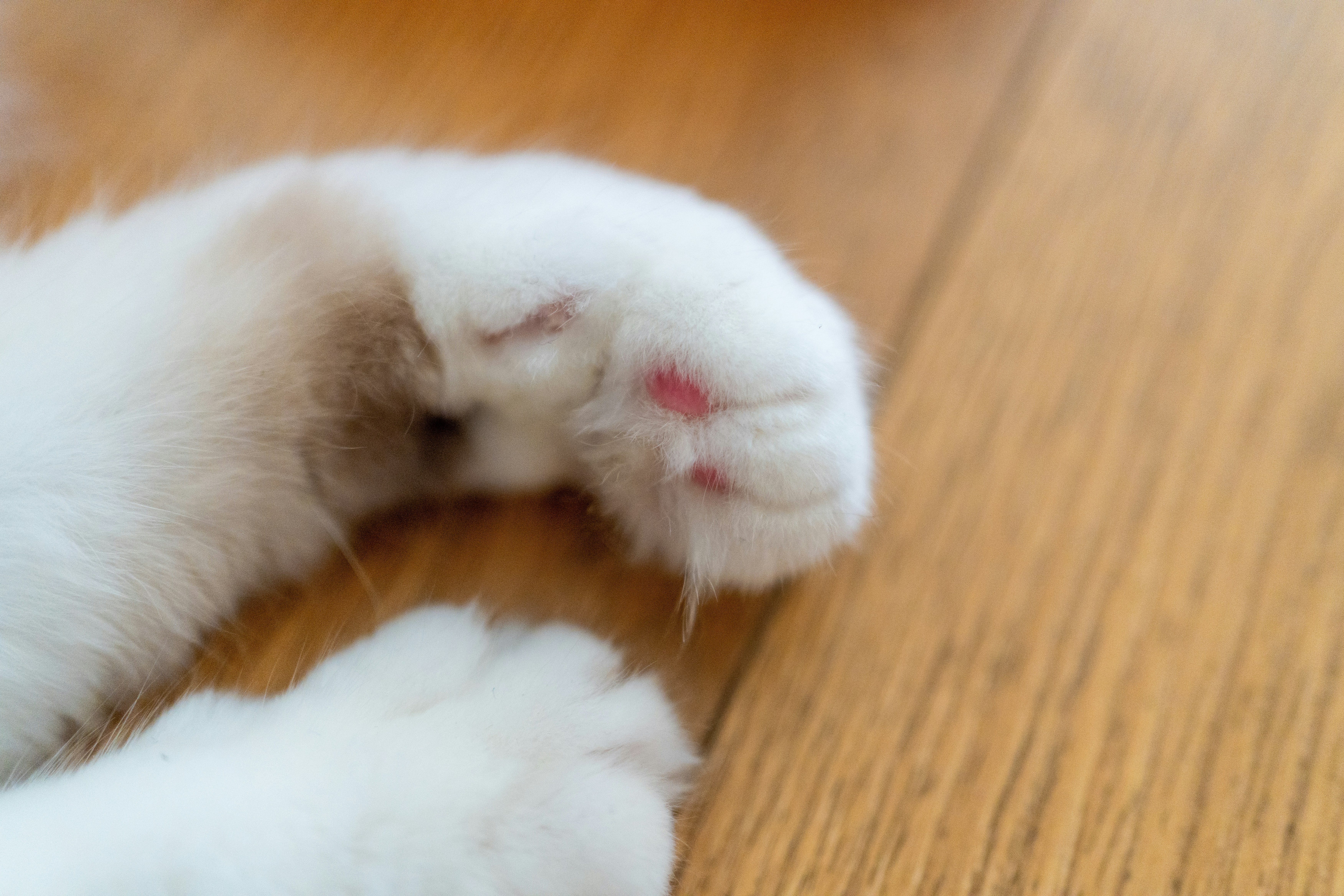 Un chat blanc allongé sur un plancher en bois