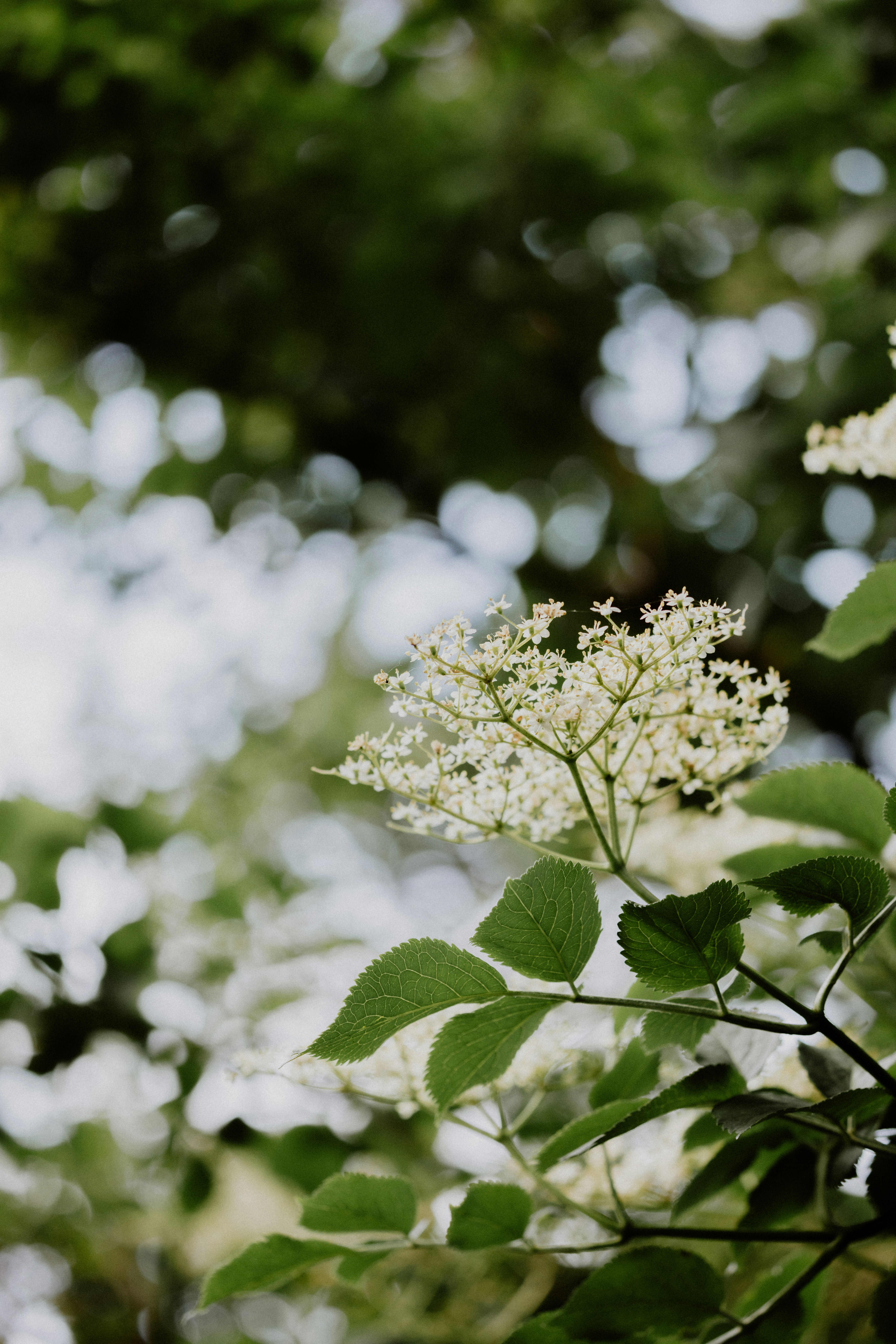 Photo by anniespratt