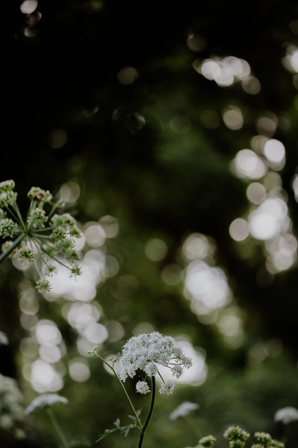 Single white flower stands in center of lush green foliage and trees outdoors