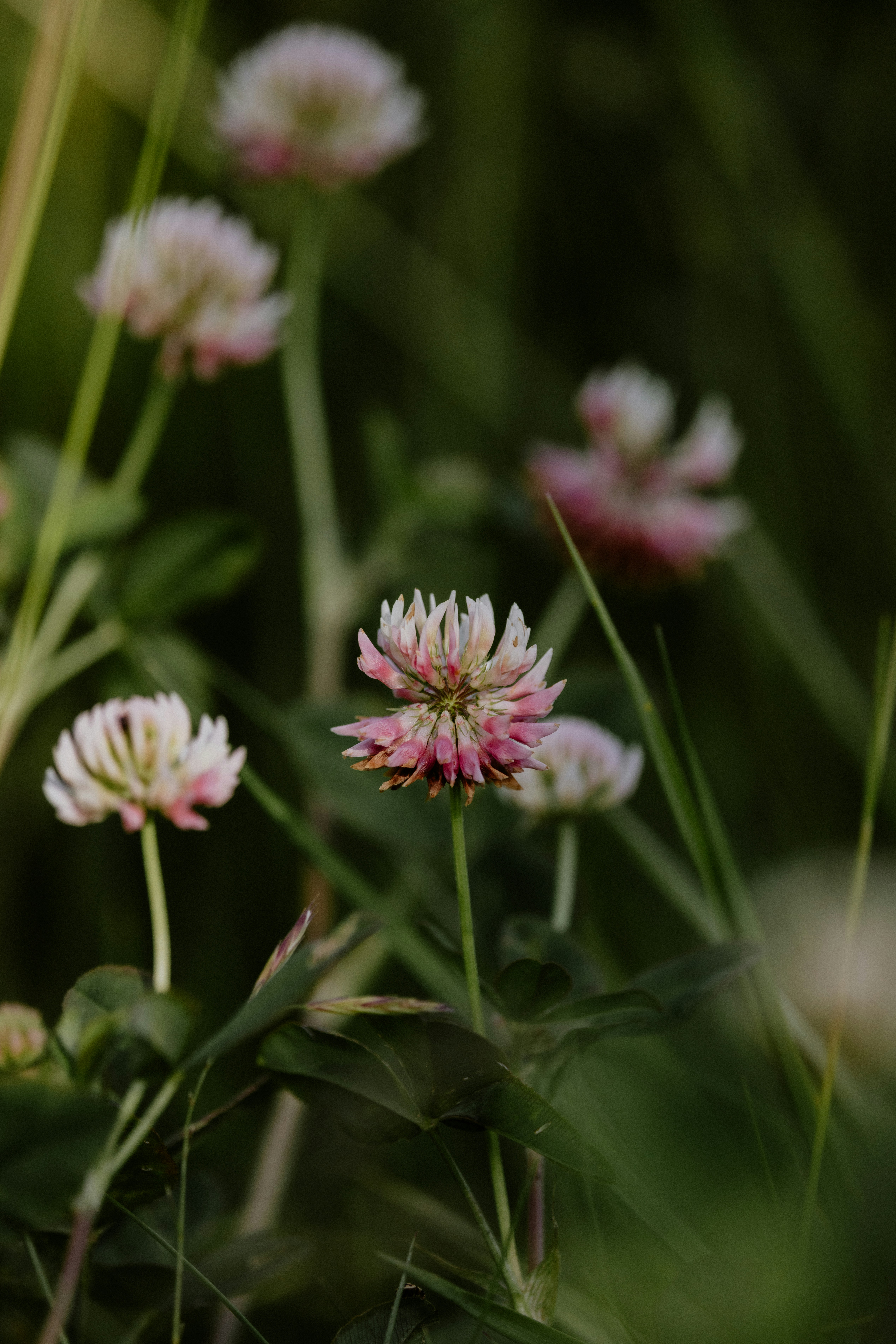 A bunch of flowers that are in the grass