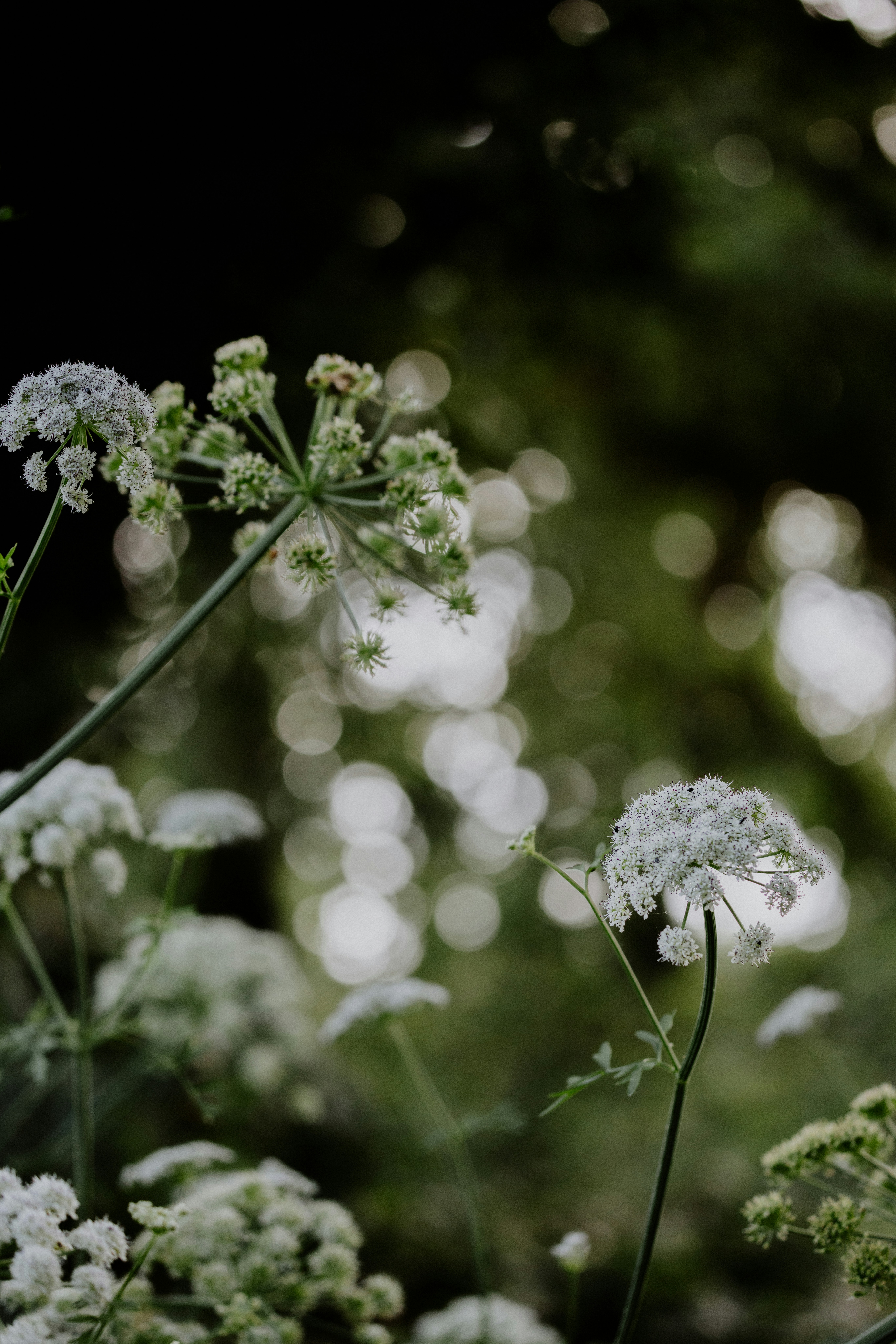 Photo by anniespratt