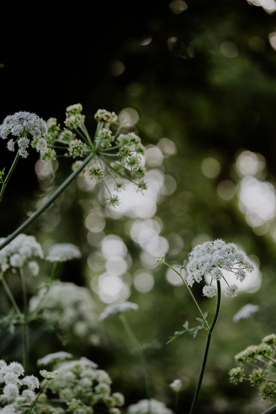 Serene garden scene with white flowers in full bloom against lush green foliage backdrop