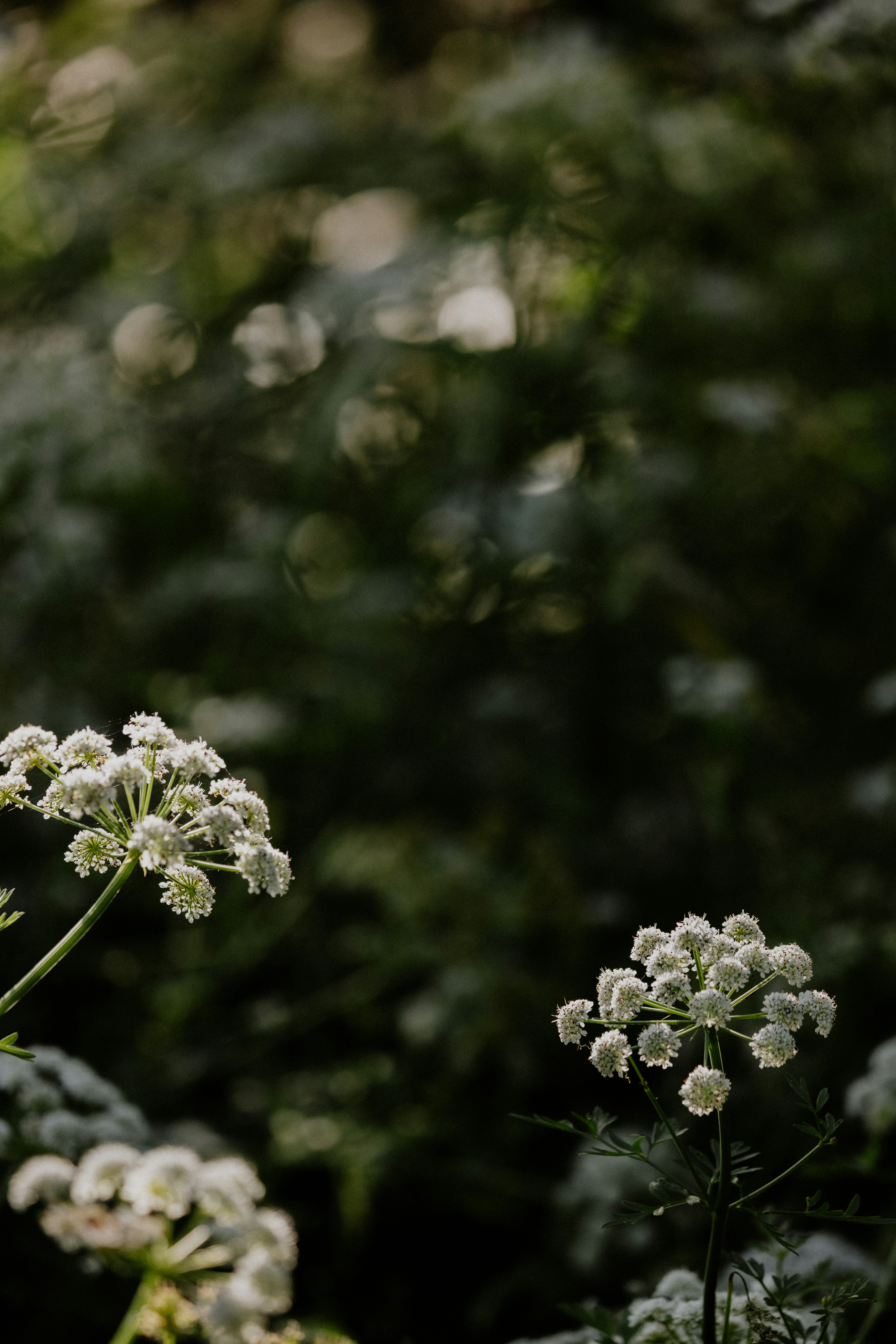 Photo by anniespratt