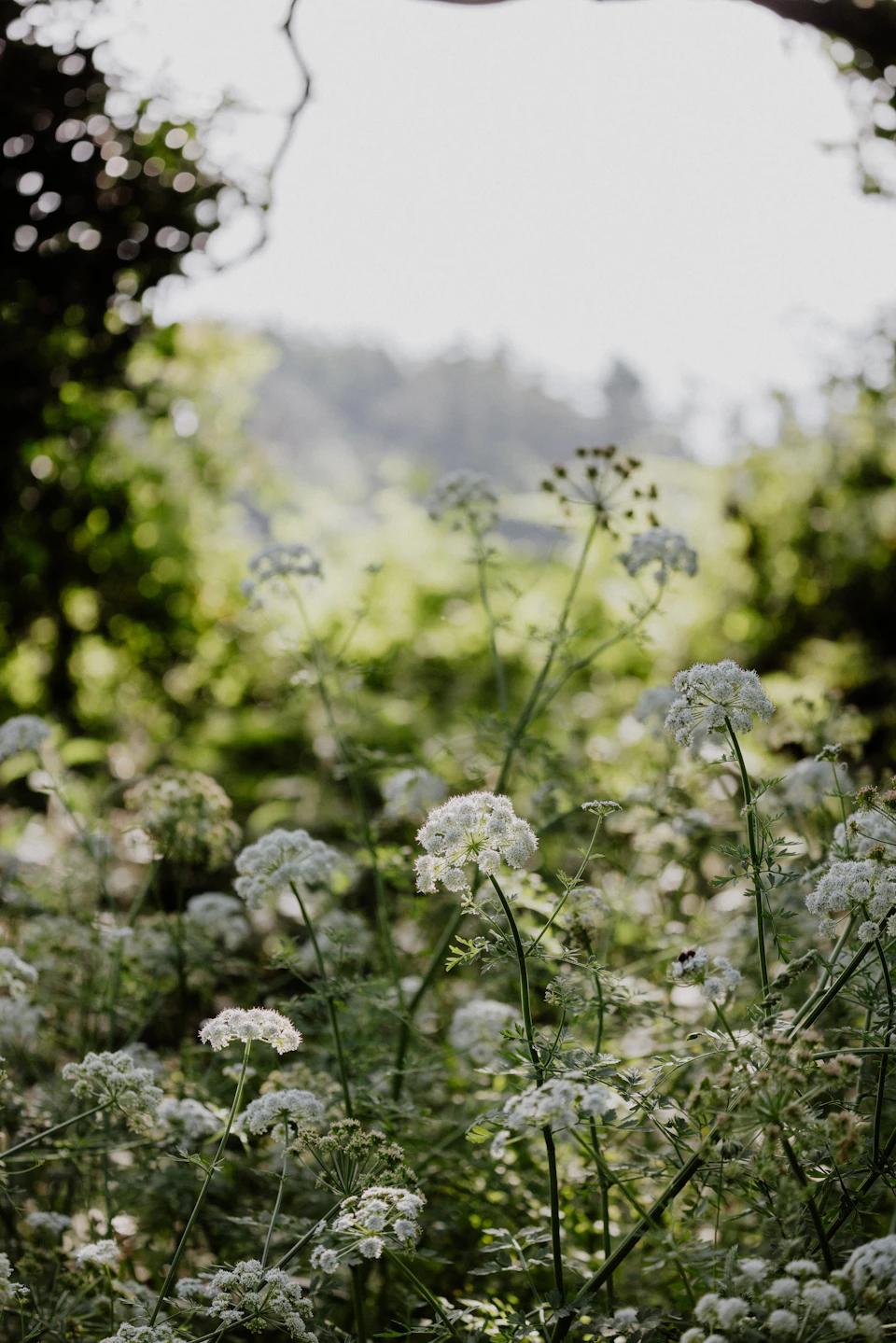 The image depicts a field filled with white flowers, likely daisies or wildflowers, scattered throughout the scene. The flowers are in various stages of bloom and can be seen from different angles, creating a sense of depth and perspective. In the background, there is a tree and bushes, adding to the natural setting of the image.