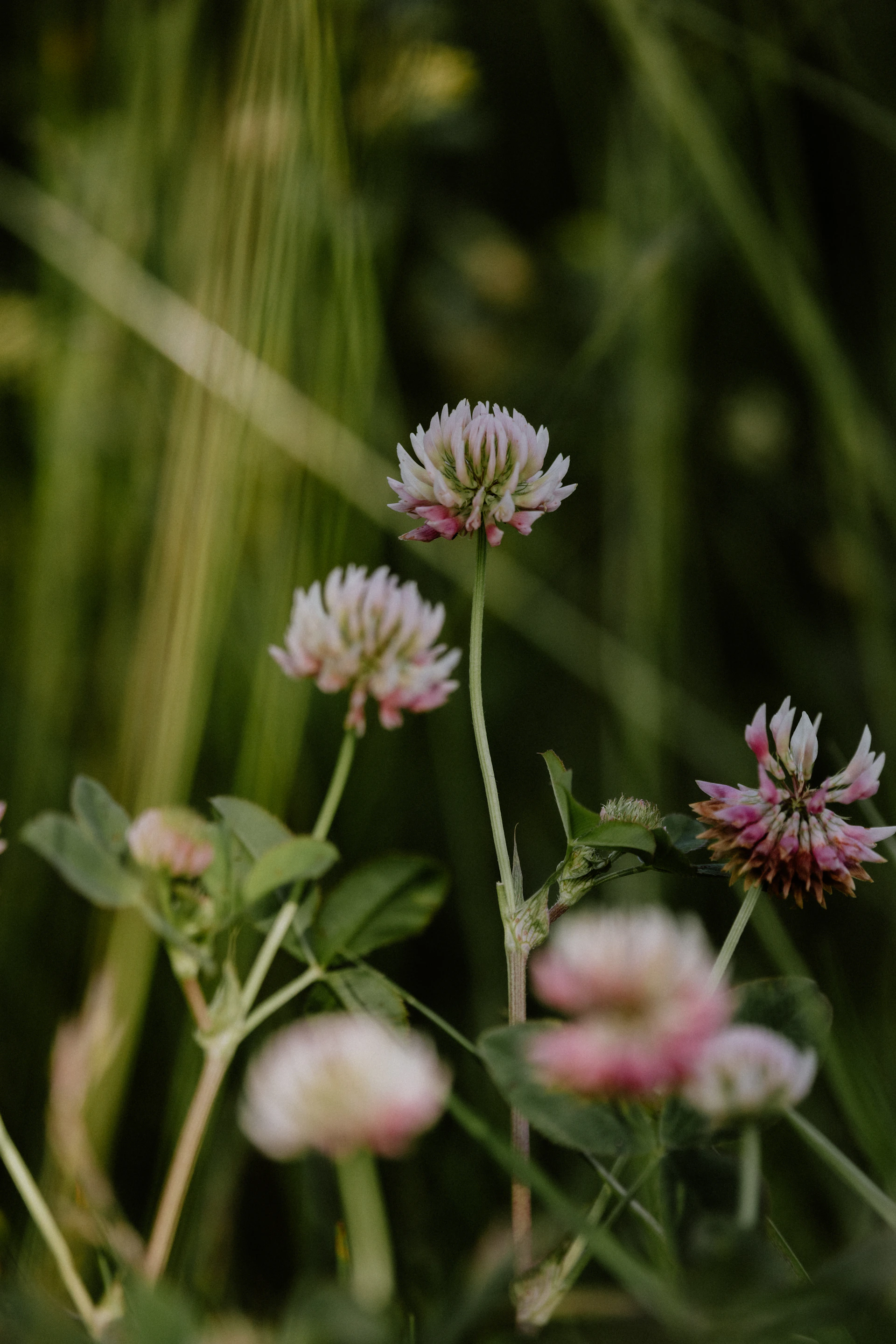A bunch of flowers that are in the grass