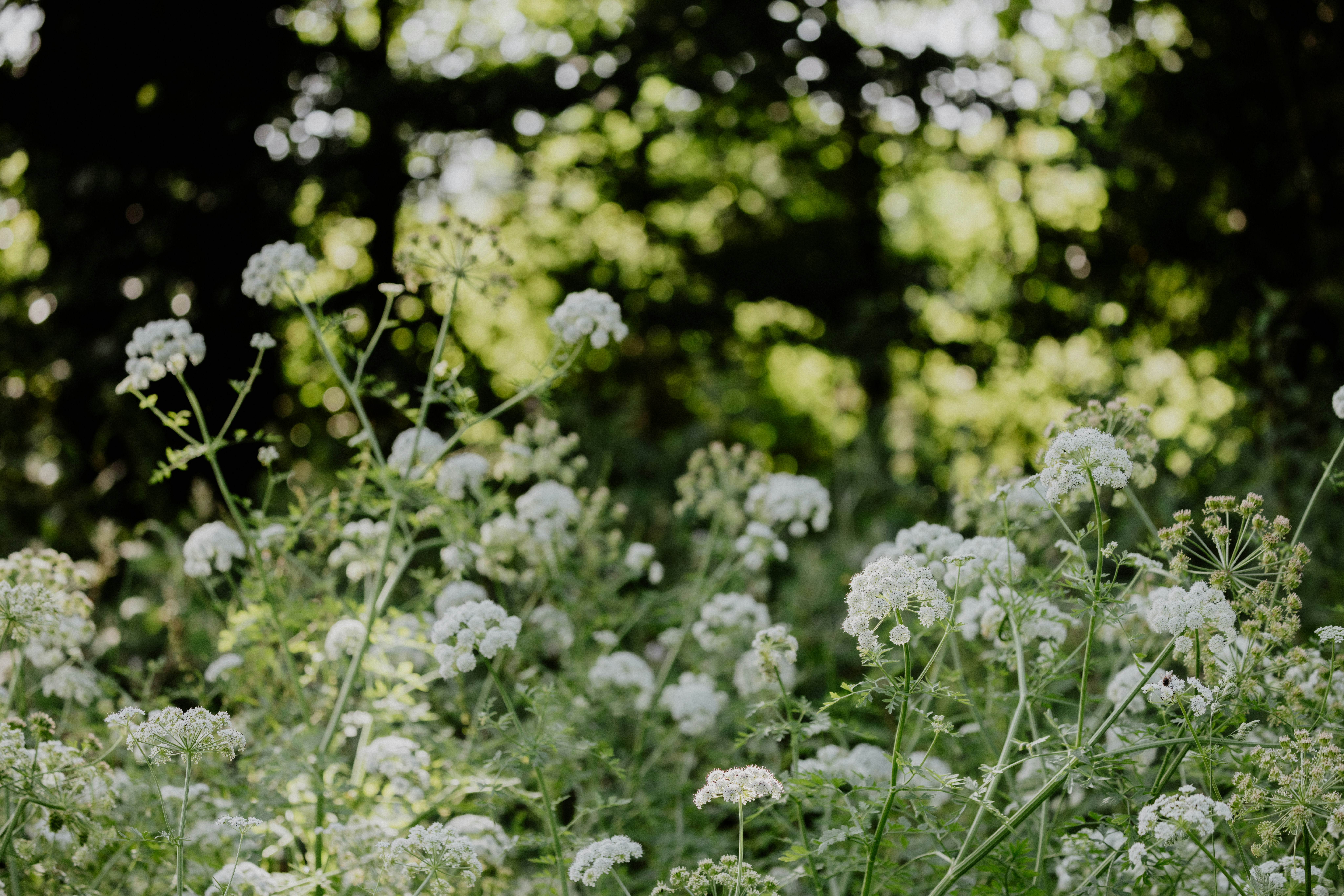 Photo by anniespratt