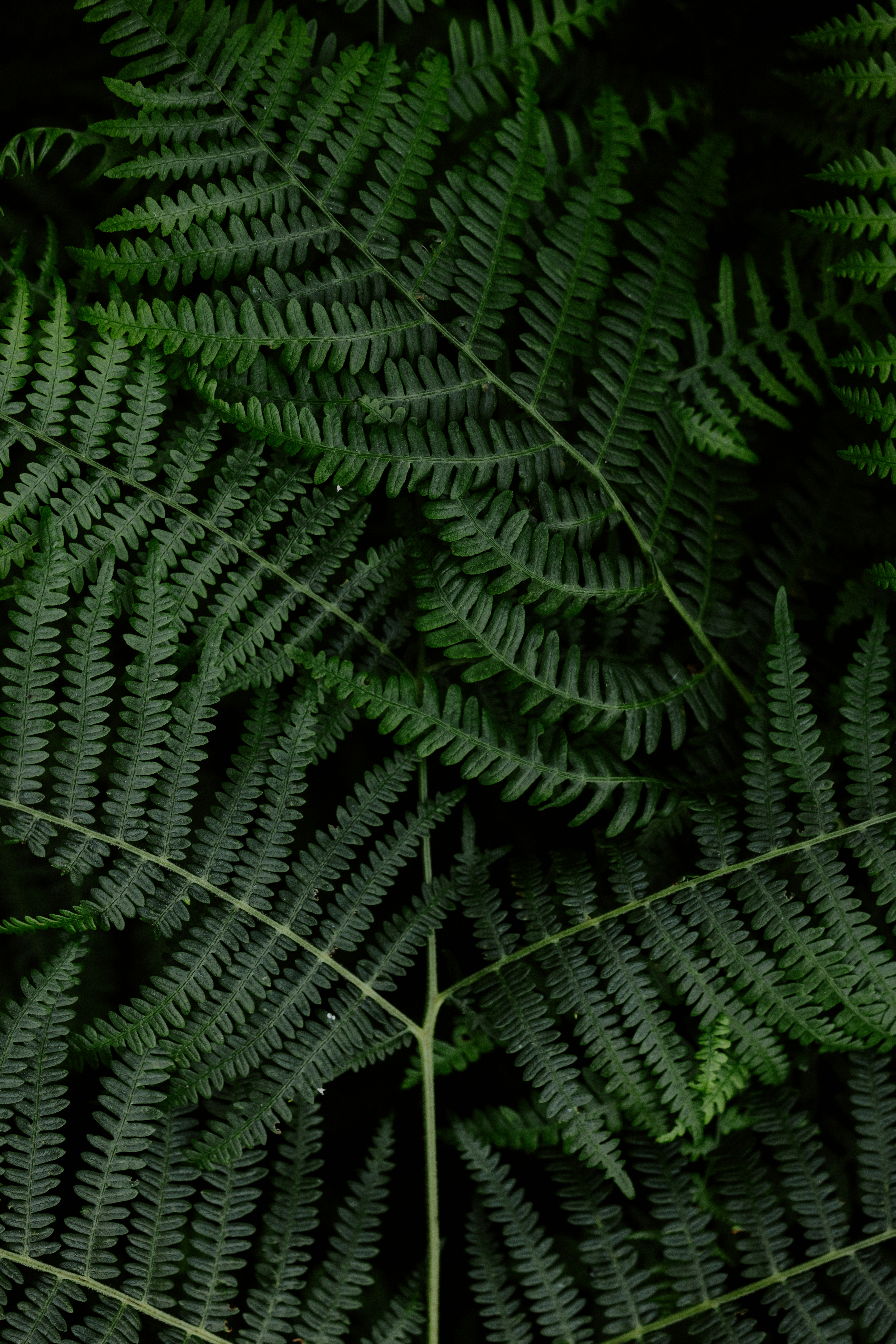 Photo by anniespratt