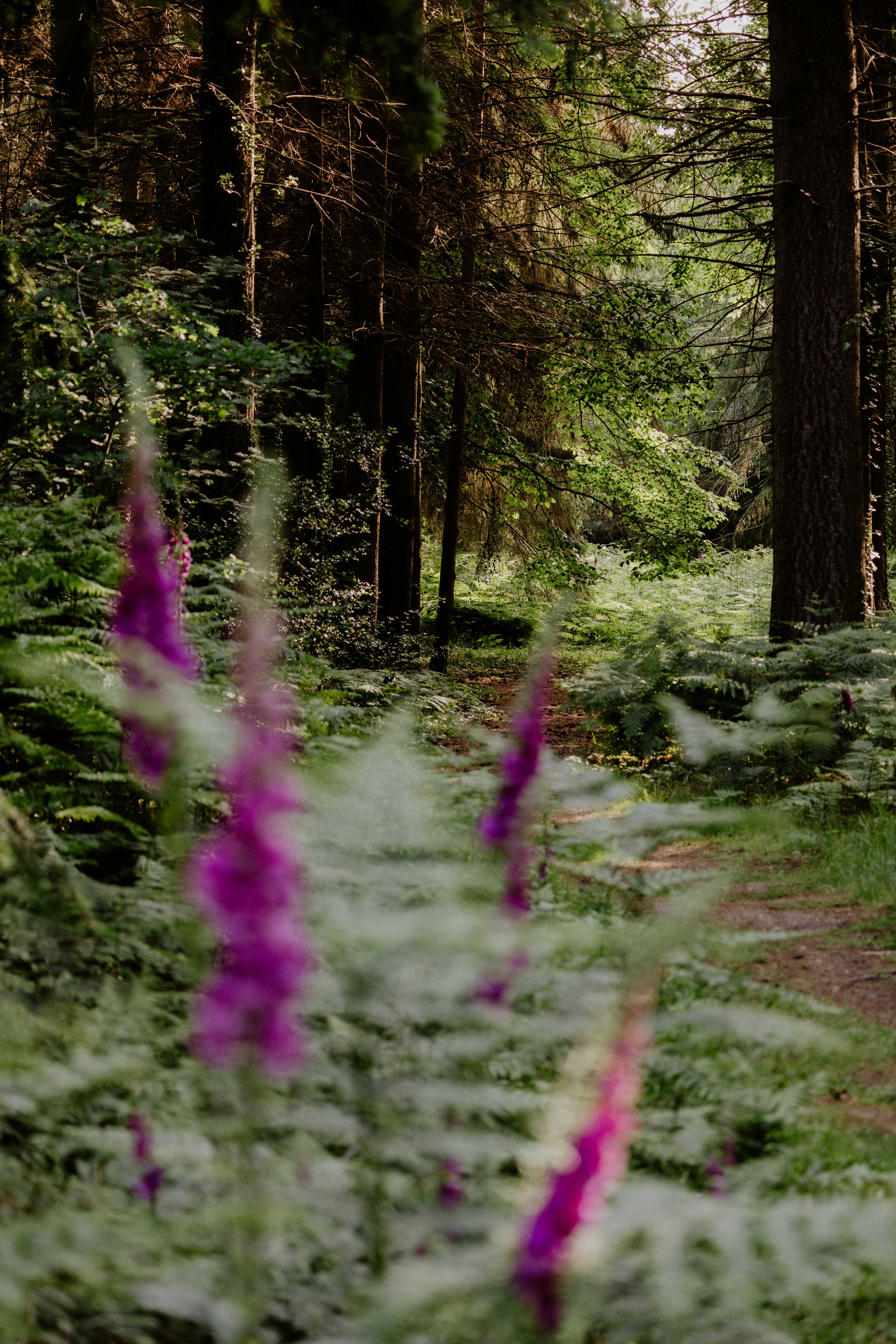 A path in the woods with purple flowers