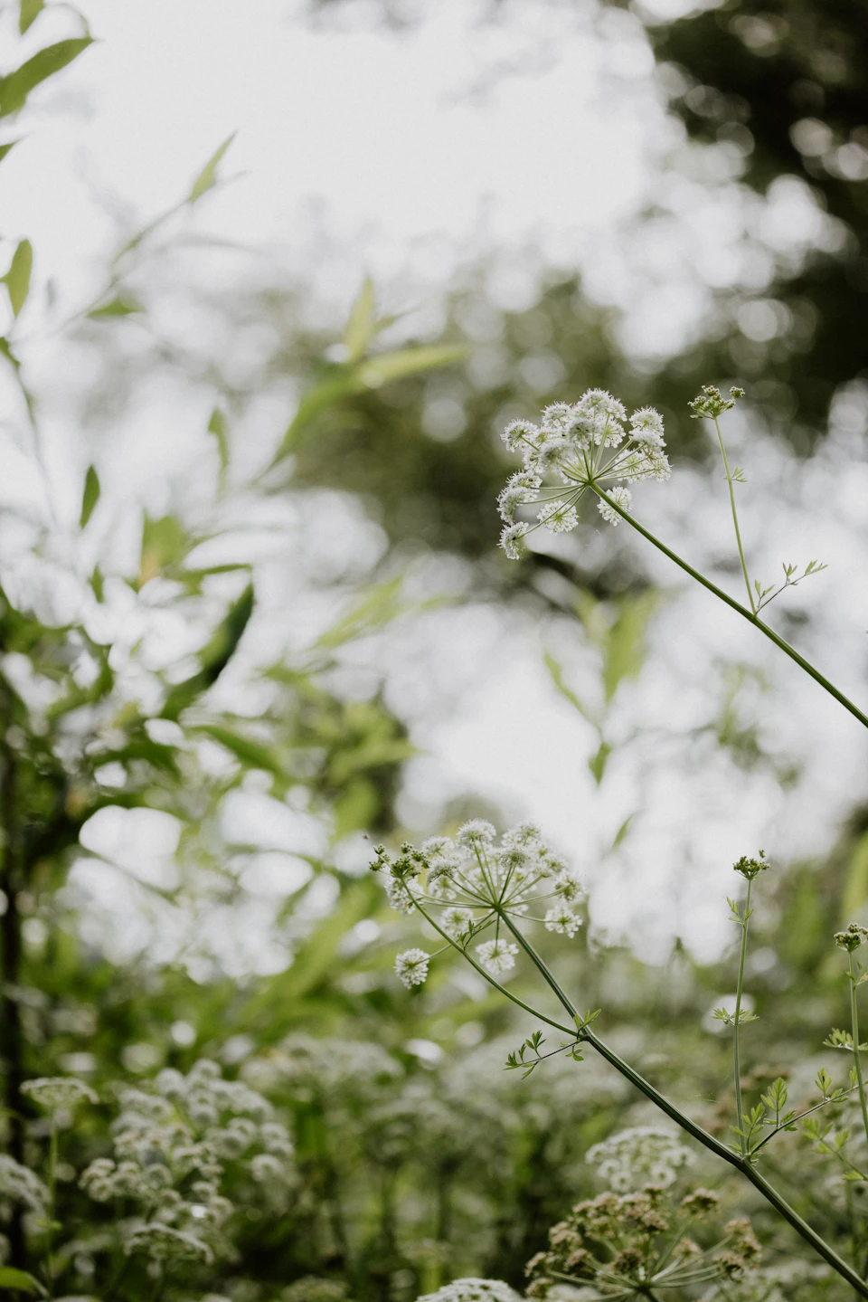 The image depicts a field with tall grass and white flowers, including a cluster of white flowers on the left side of the frame. The background is blurred, suggesting that it could be an outdoor setting such as a park or garden.