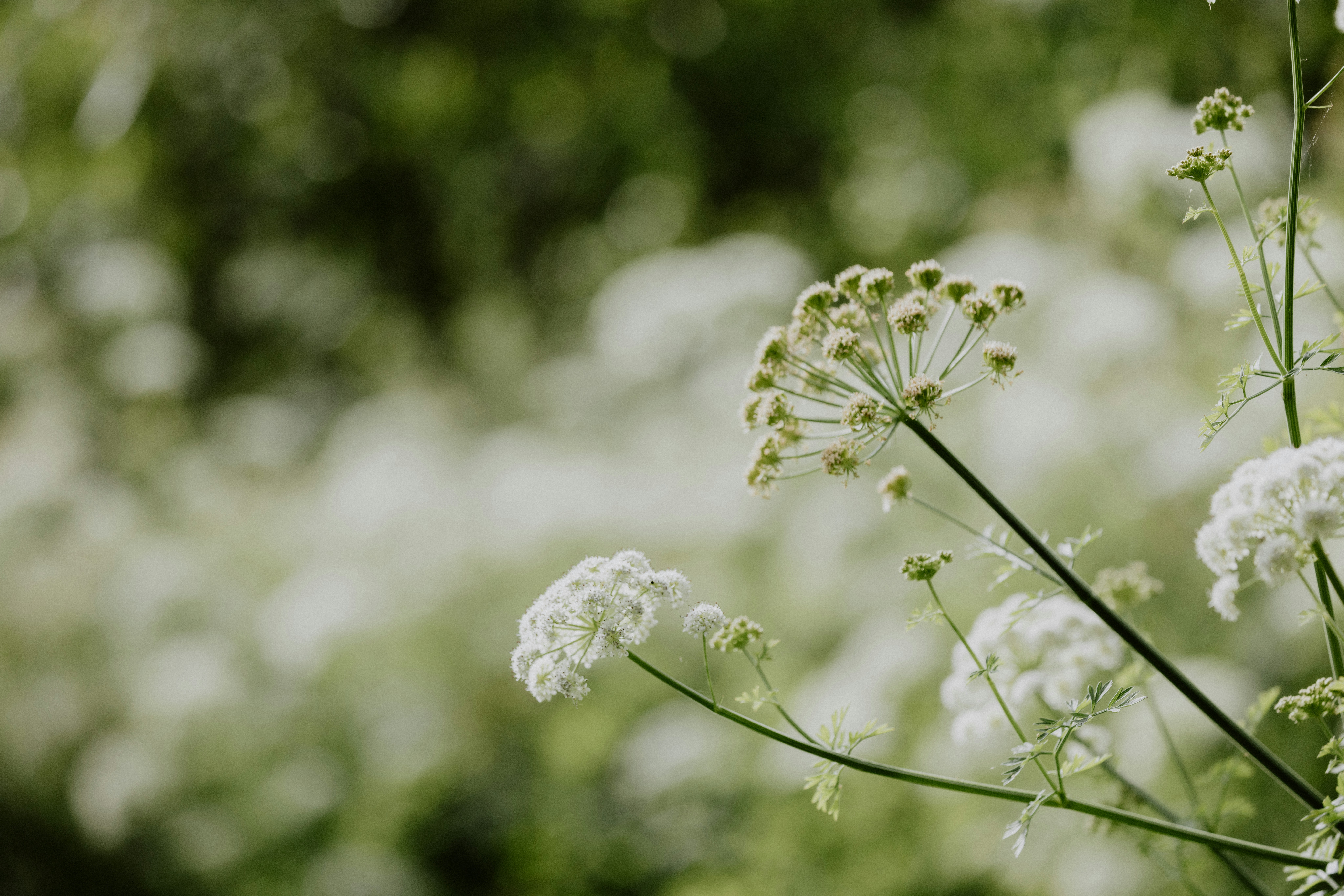 Photo by anniespratt