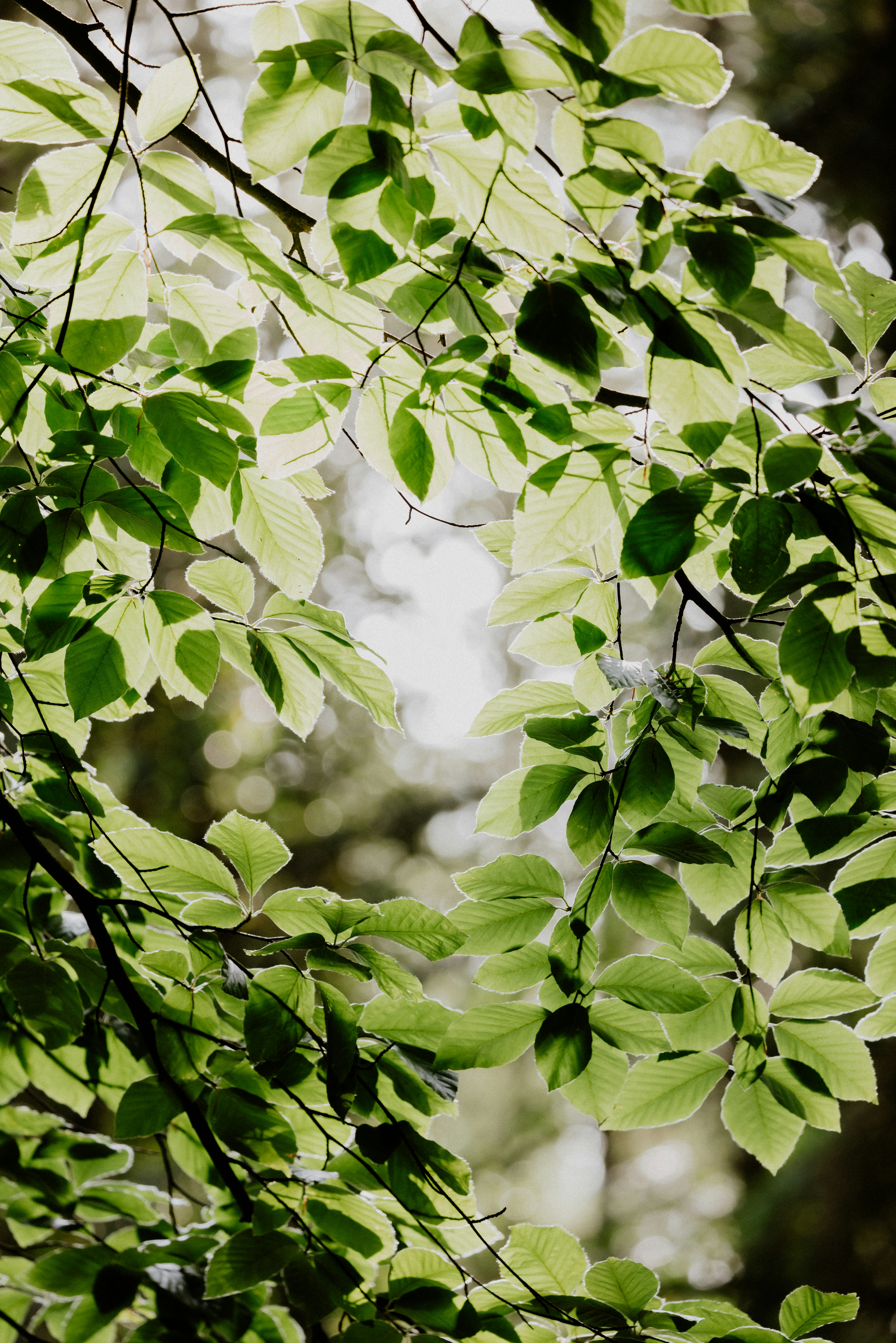 Photo by anniespratt