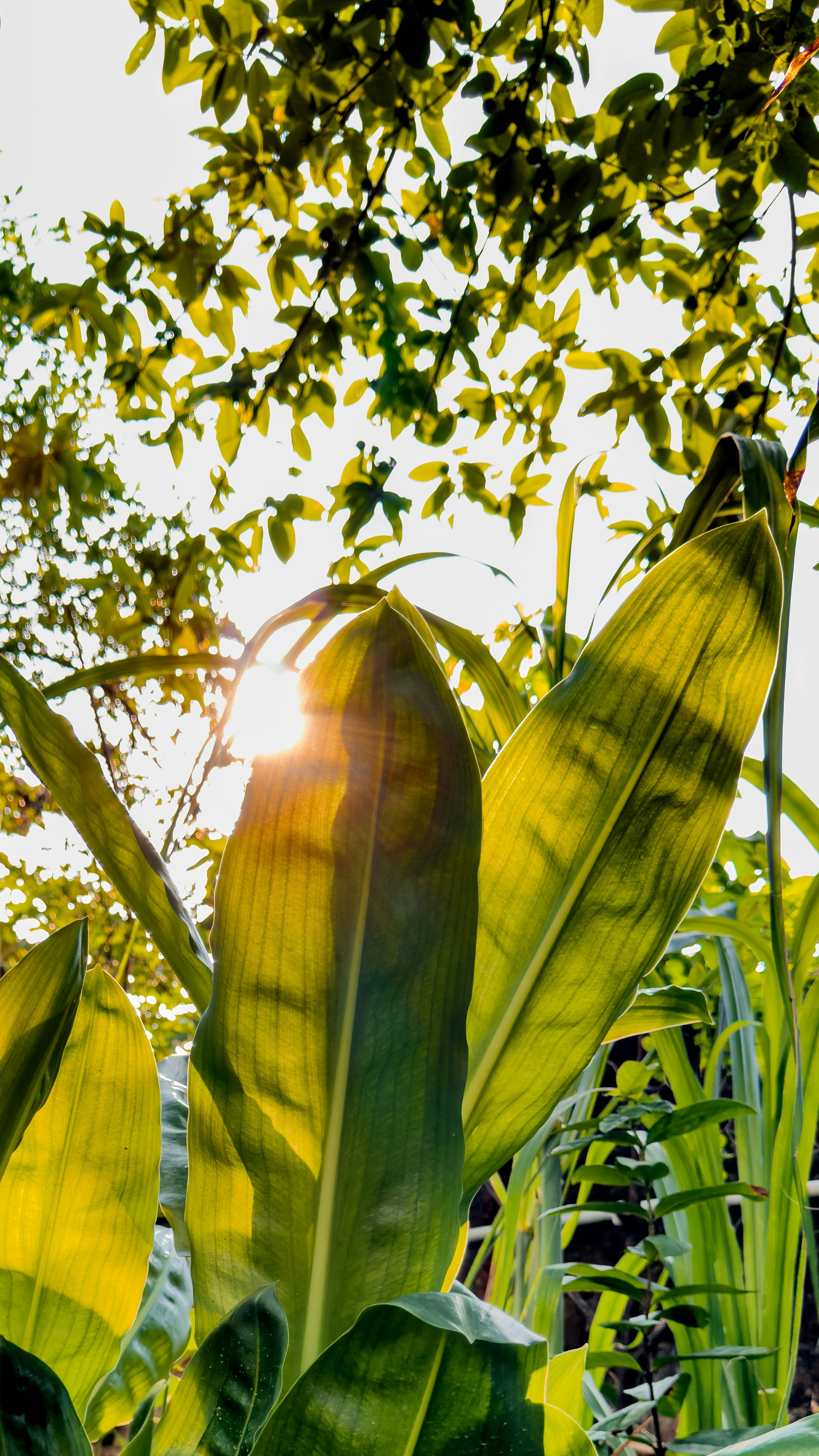 Sunny Leaf