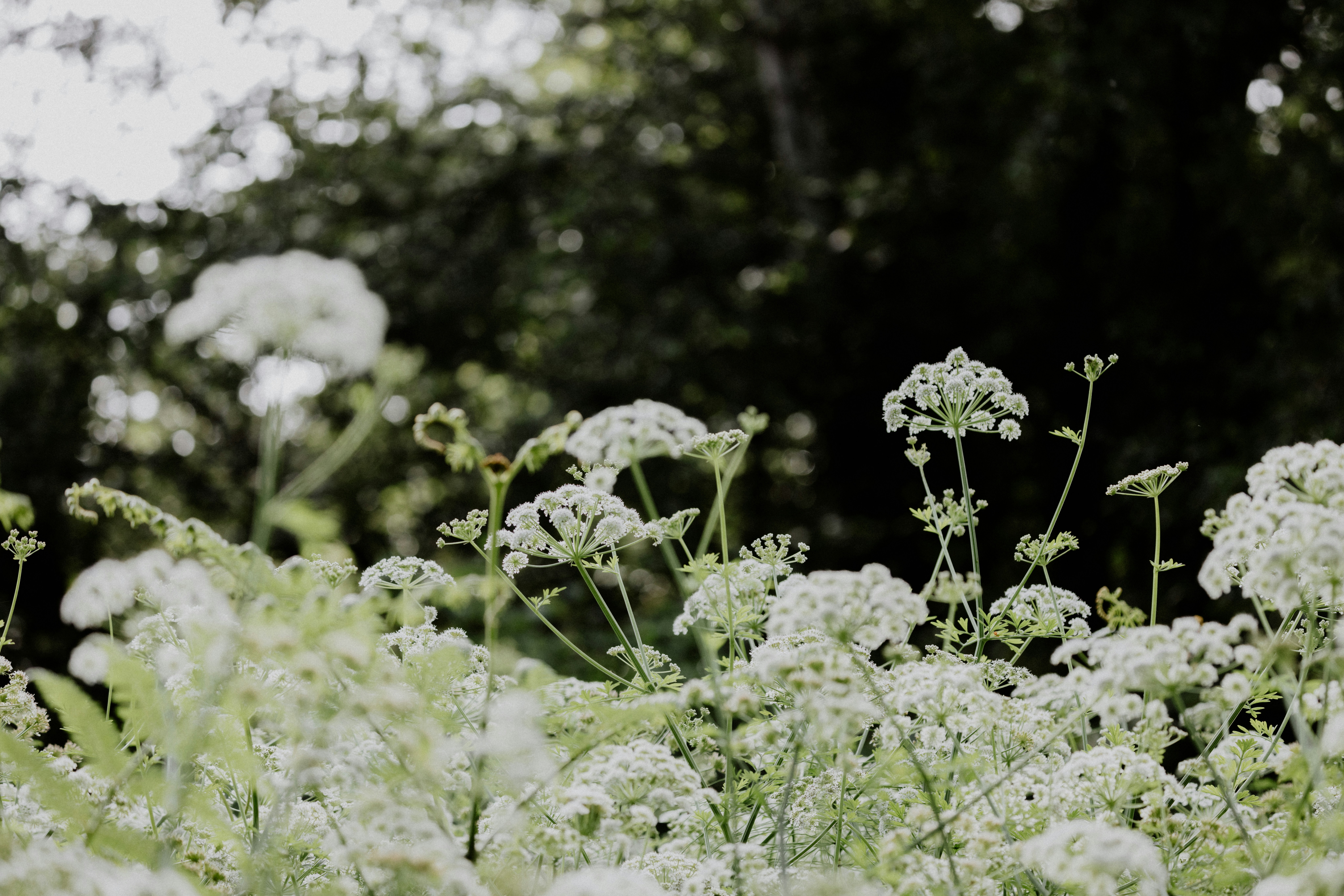 Photo by anniespratt