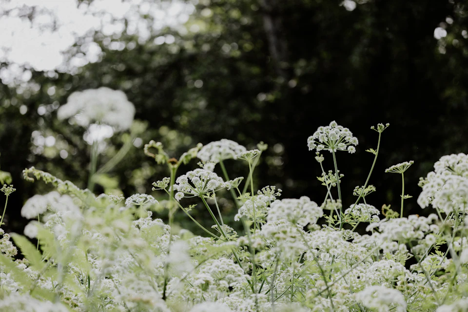 The image depicts a field filled with white flowers, likely wildflowers or daisies, swaying gently in the breeze. The flowers are scattered throughout the frame, creating a sense of depth and dimension. In the background, trees can be seen, providing a natural backdrop to the scene. The colors in the image are predominantly green and white, reflecting the natural environment surrounding the field of flowers.