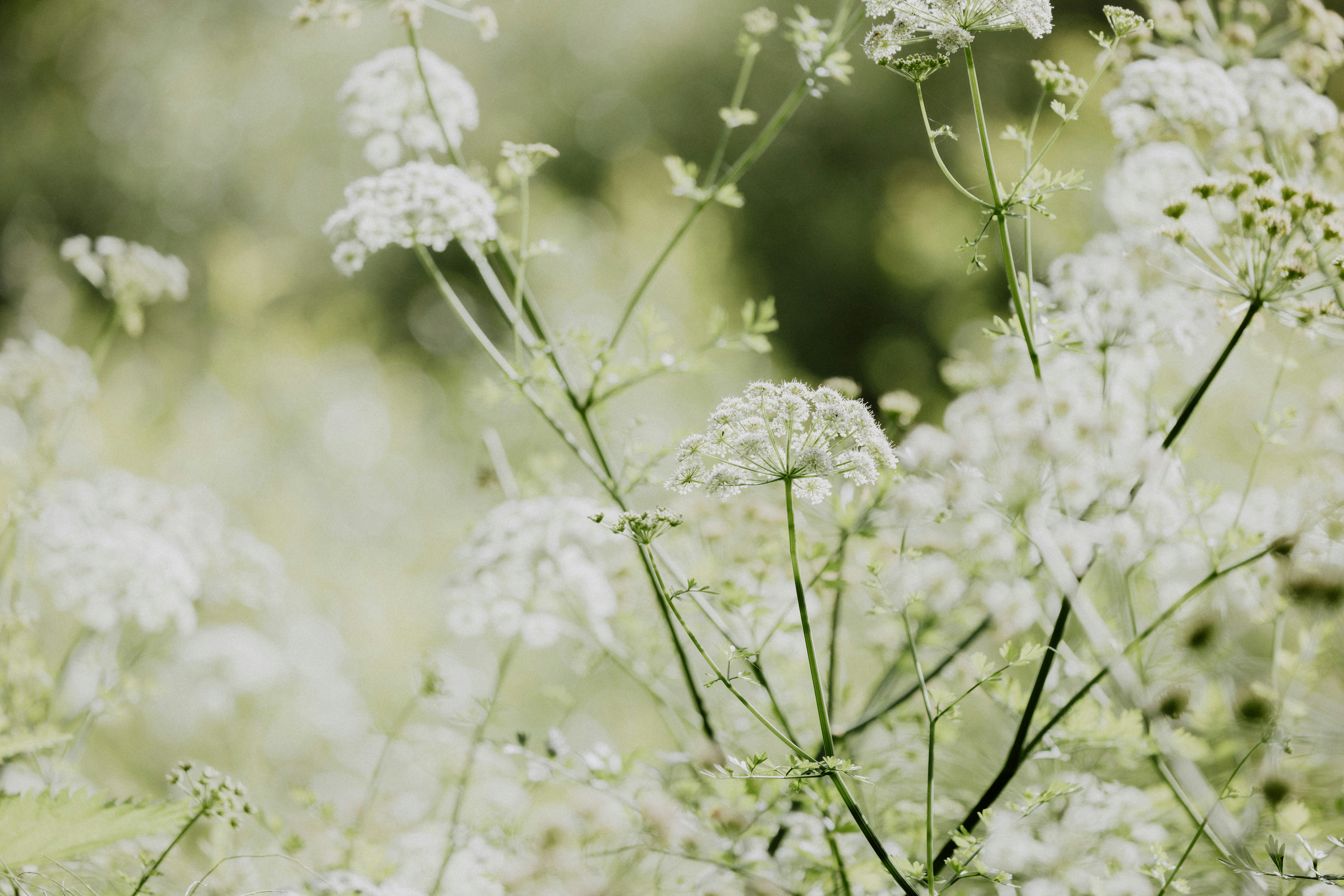 Photo by anniespratt