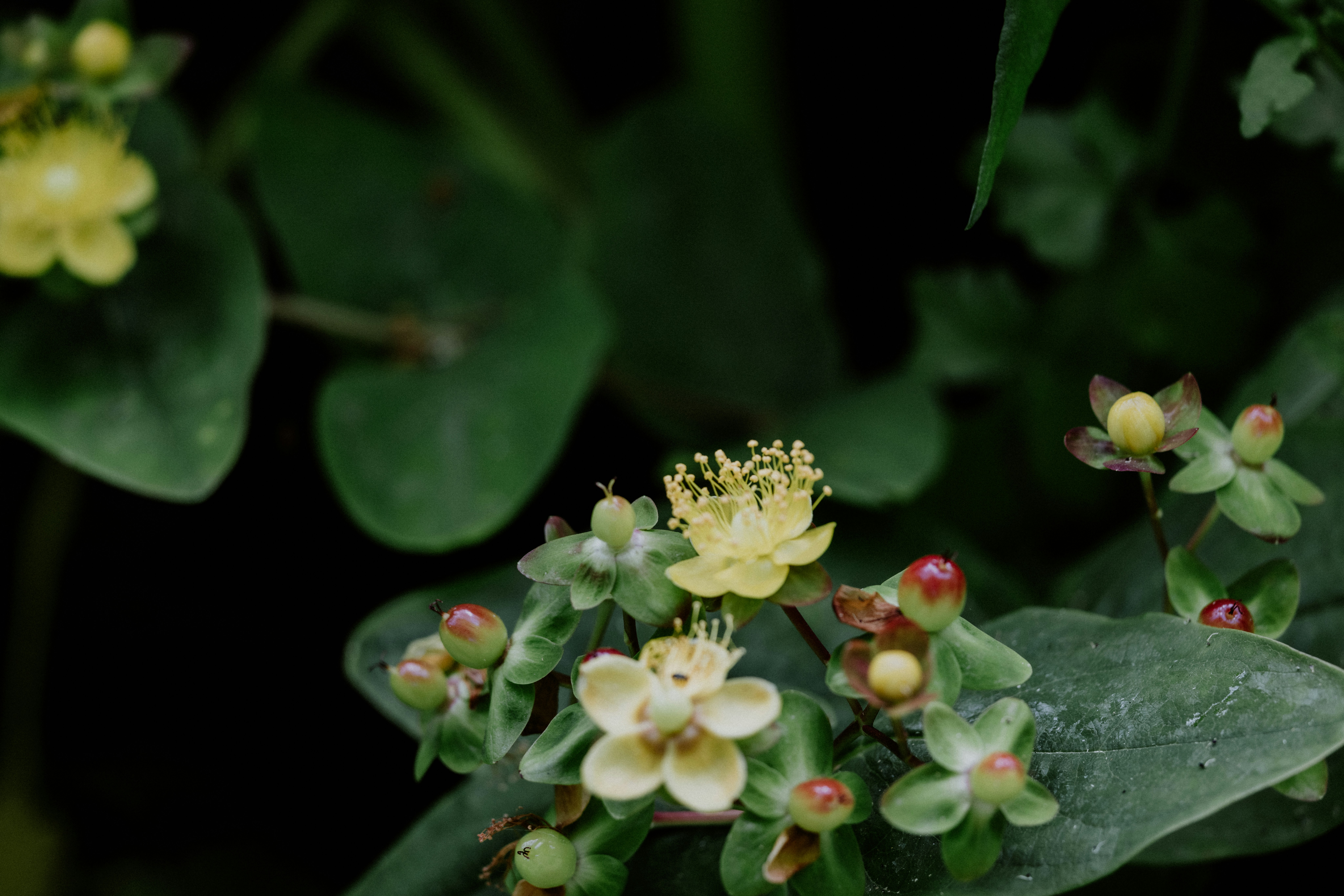 A close up of a bunch of flowers on a tree