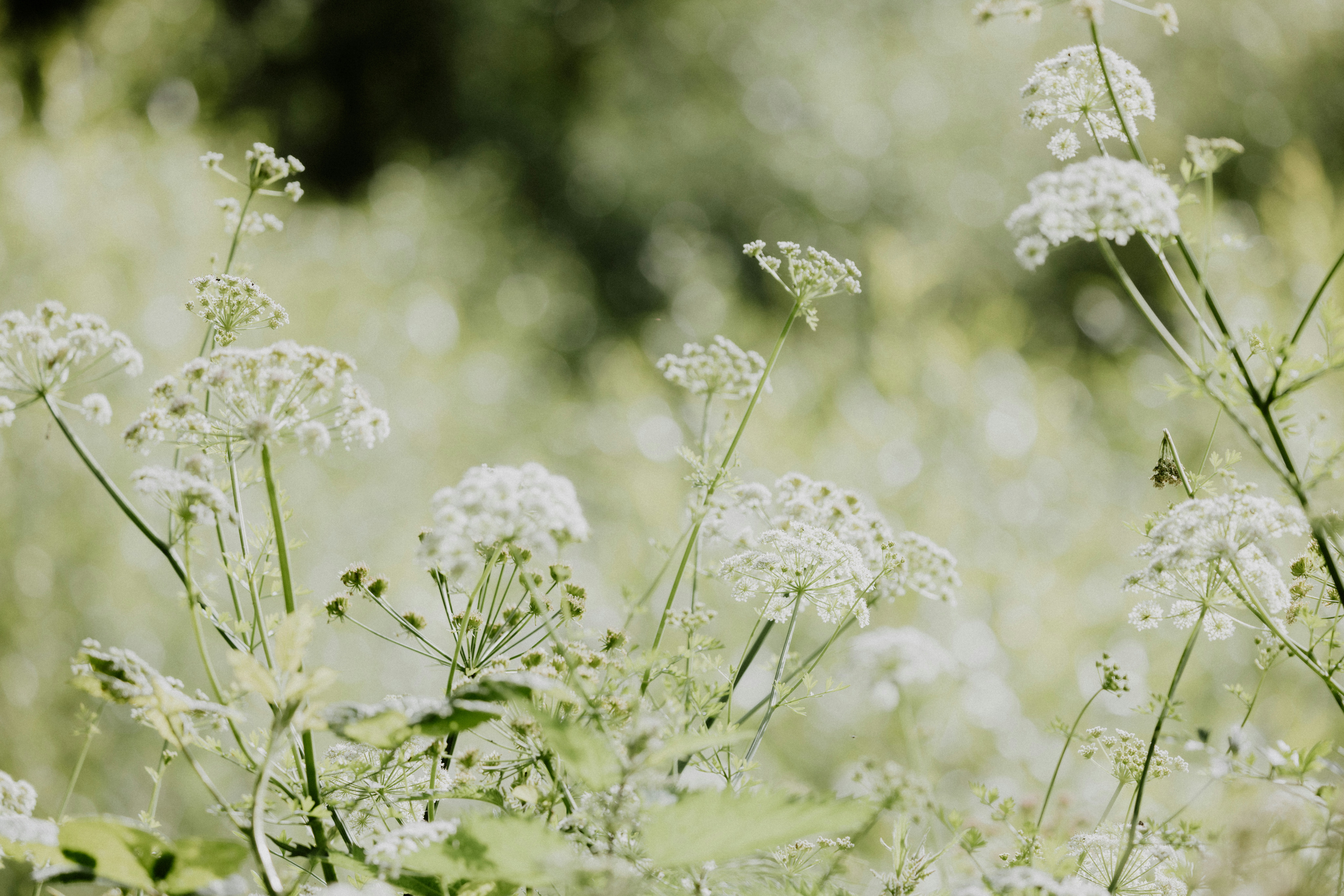 Photo by anniespratt