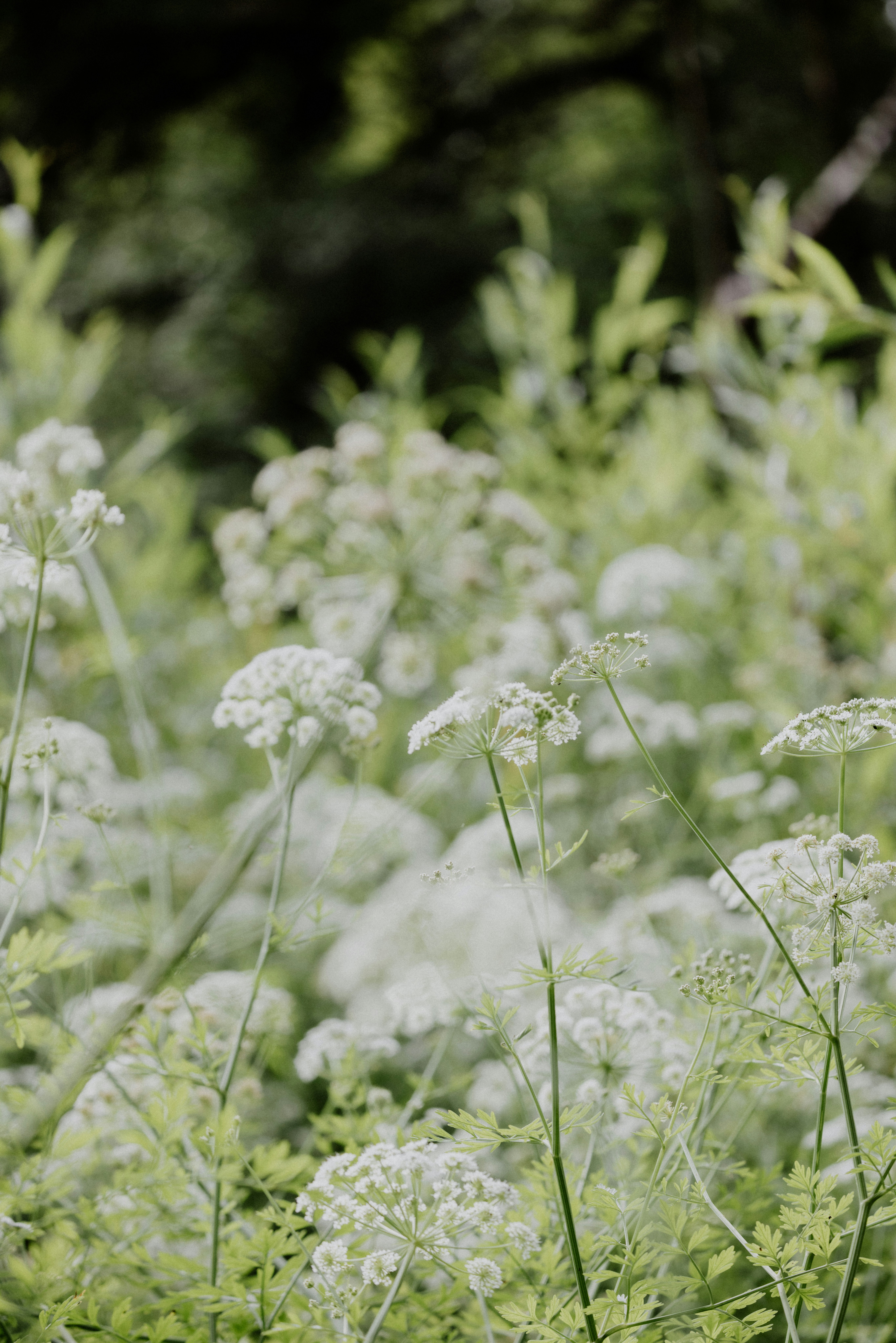 Photo by anniespratt