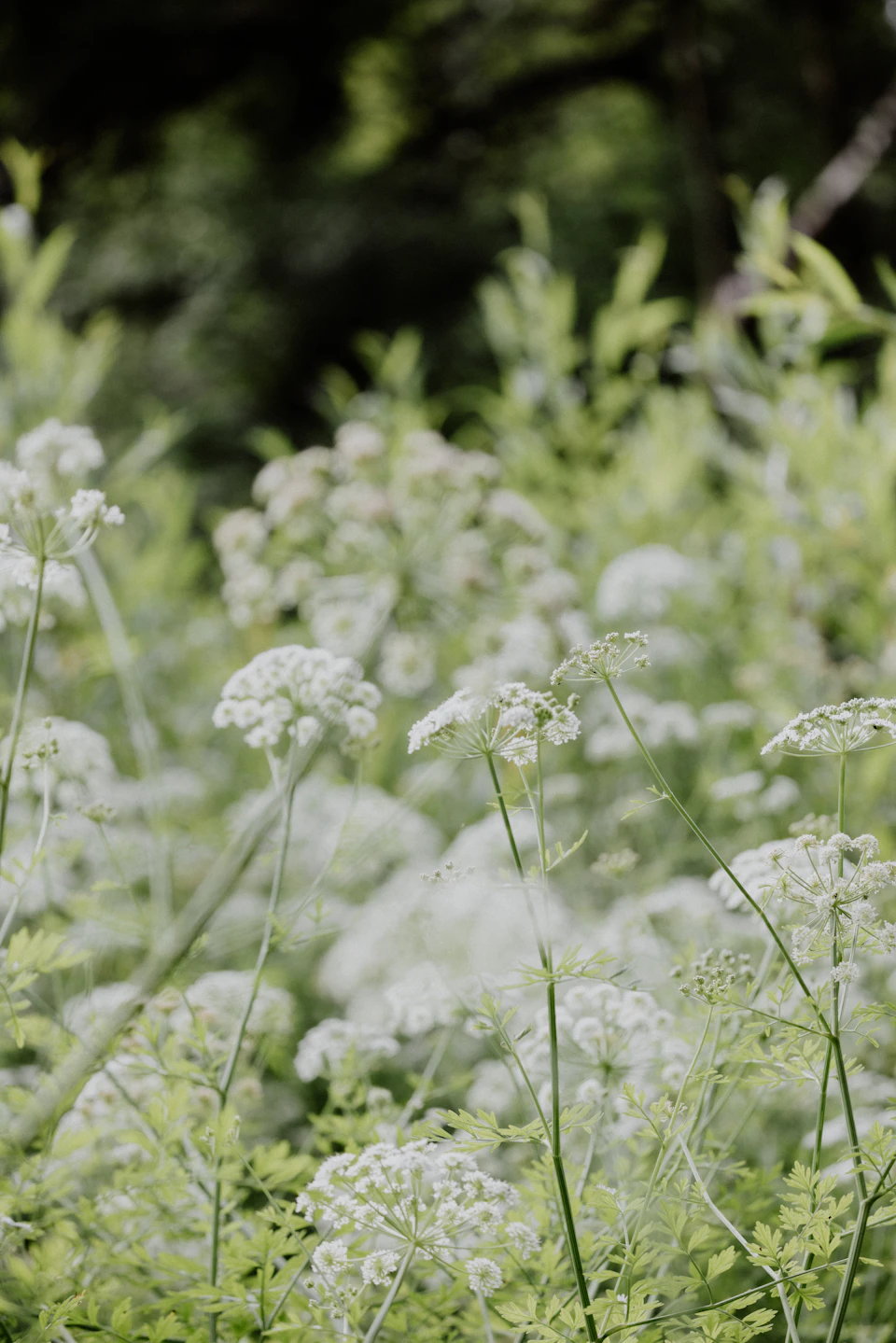 The image depicts a field filled with white flowers, likely daisies or similar types of wildflowers. The flowers are scattered throughout the scene, creating a sense of depth and dimension. Some flowers are closer to the camera, while others are further away, adding a three-dimensional effect to the image. The background is blurred, drawing focus to the vibrant foreground filled with white flowers.