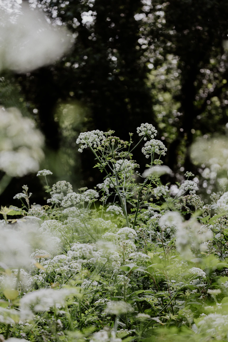 The image depicts a field filled with white flowers, likely daisies or wildflowers, scattered throughout the scene. The flowers are in various stages of bloom and can be seen from different angles, creating a sense of depth and perspective. In the background, there is a forested area that adds to the natural beauty of the scene.

The image has a slightly blurred quality, giving it an artistic and dreamy feel. The colors used are predominantly white and green, with some brown accents adding contrast and depth to the composition.