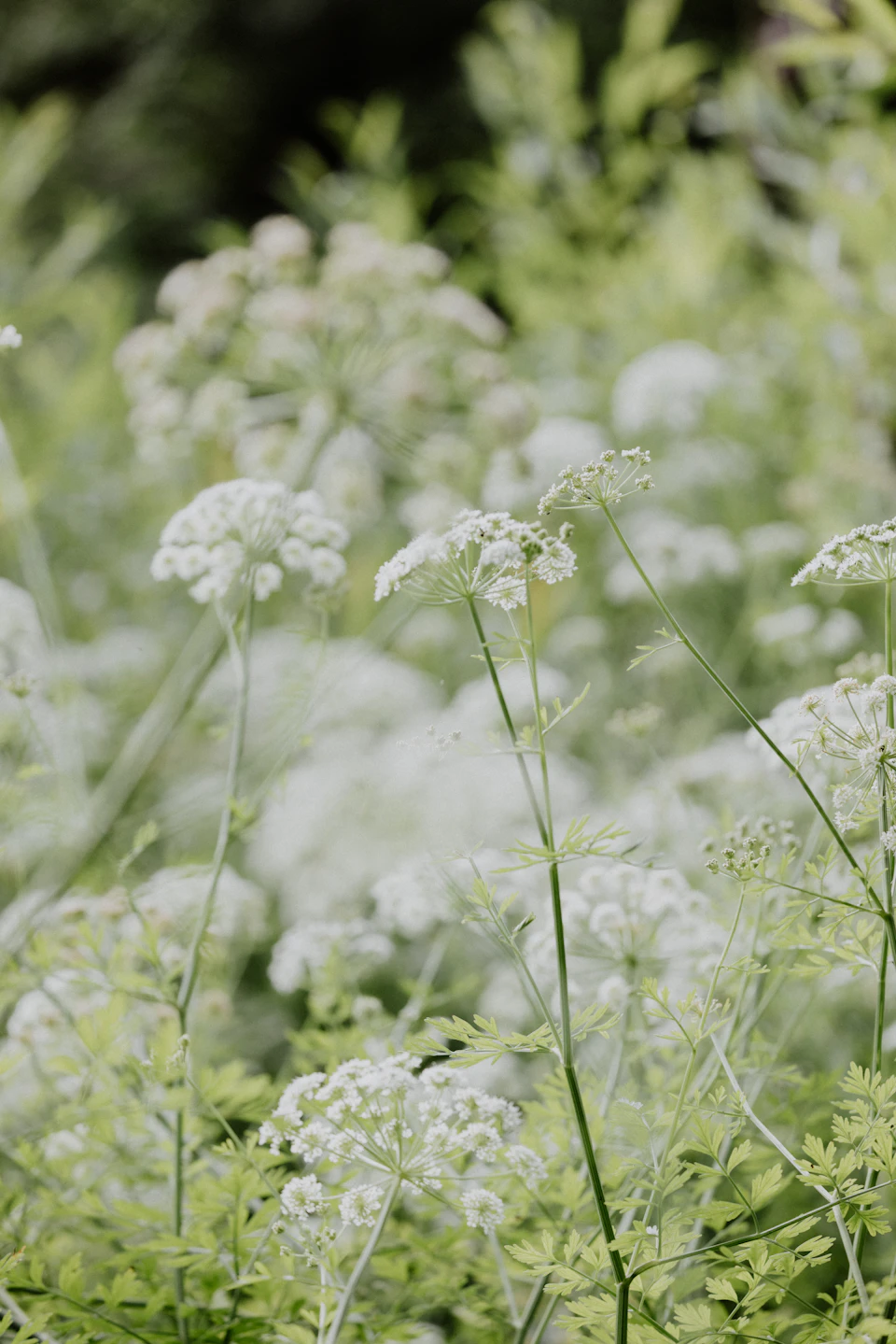 The image depicts a field filled with white flowers, likely daisies or buttercups, swaying gently in the breeze. The flowers are scattered throughout the scene, some closer to the foreground and others further away, creating depth and perspective. The background is blurred, drawing focus to the vibrant colors of the flowers against the green foliage that forms part of the field's natural backdrop.