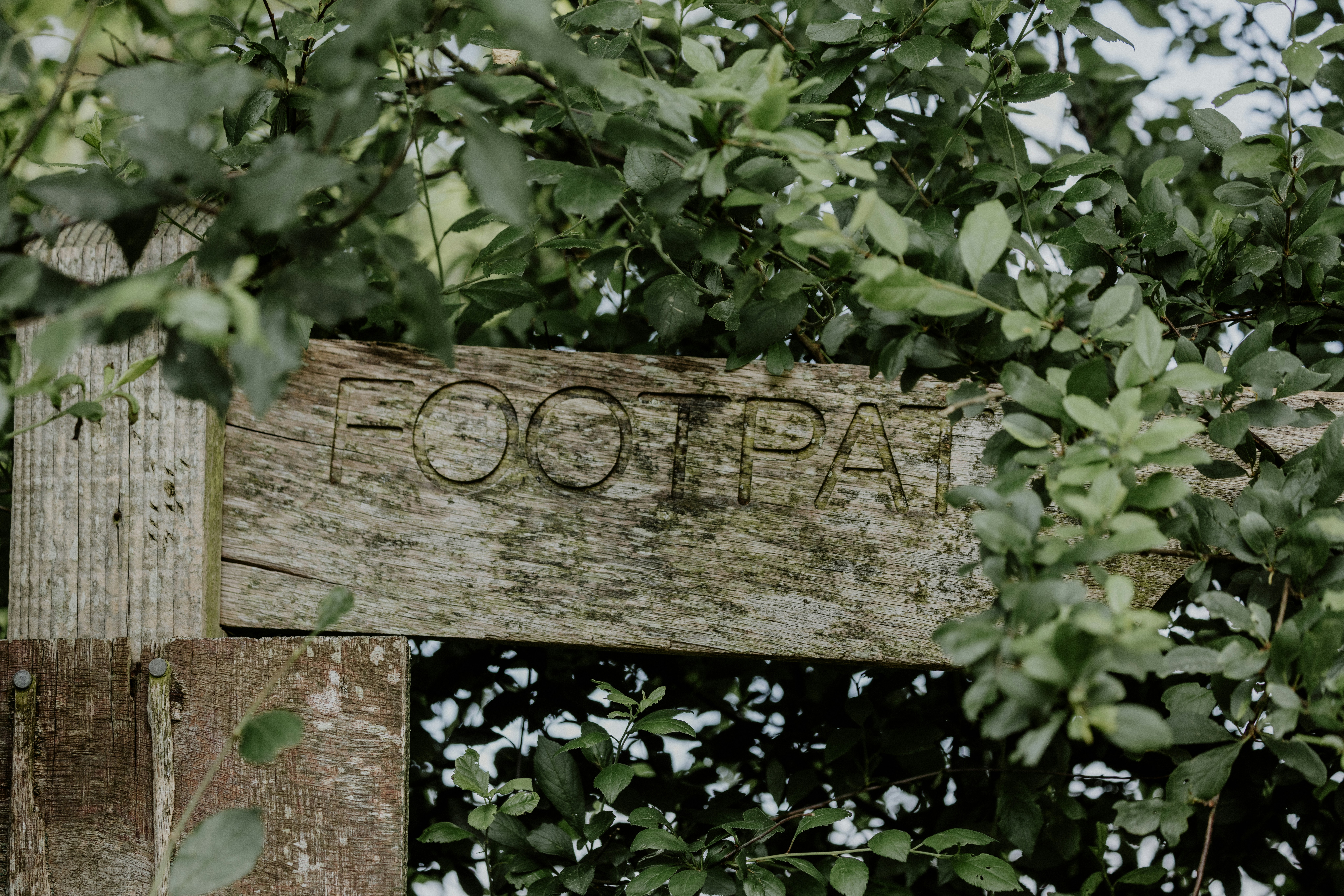 A close up of a wooden sign surrounded by trees