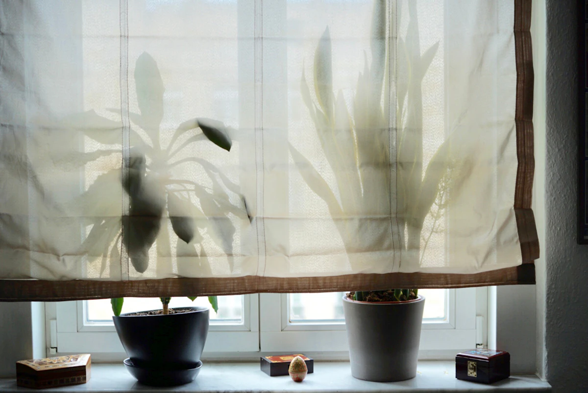 Houseplants next to a bright window with a translucent curtain
