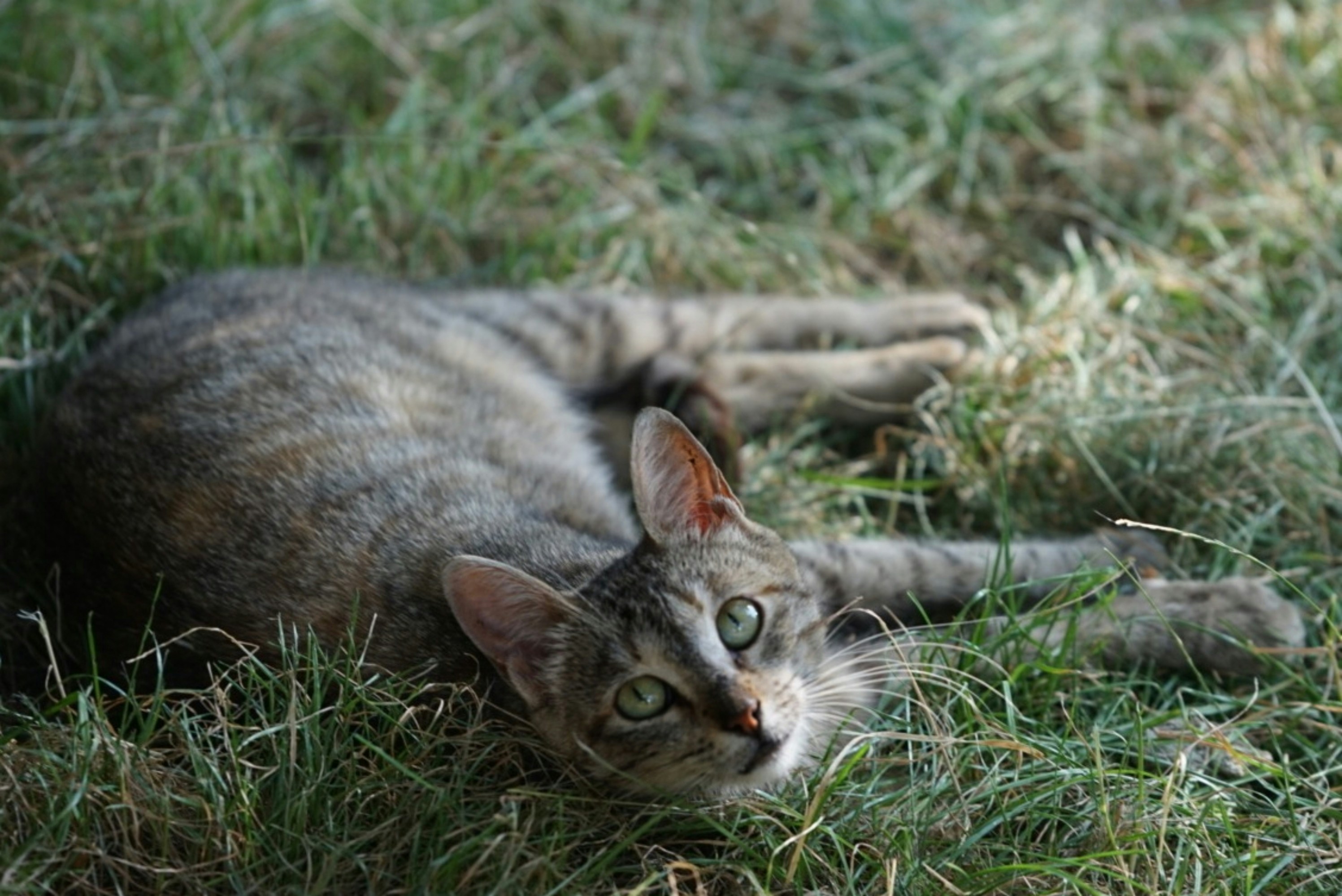 A cat laying on the ground in the grass