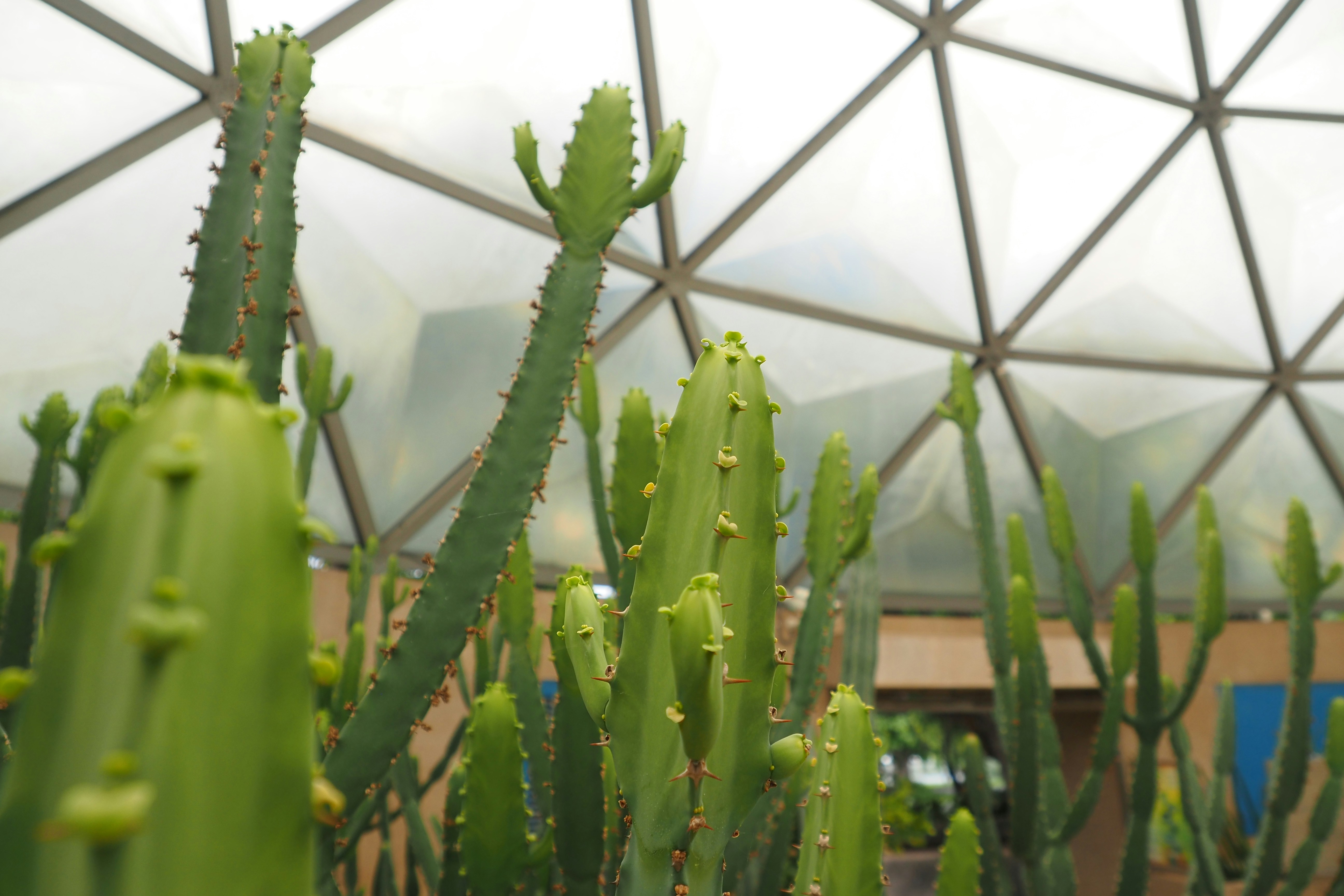 A close up of a cactus in a greenhouse