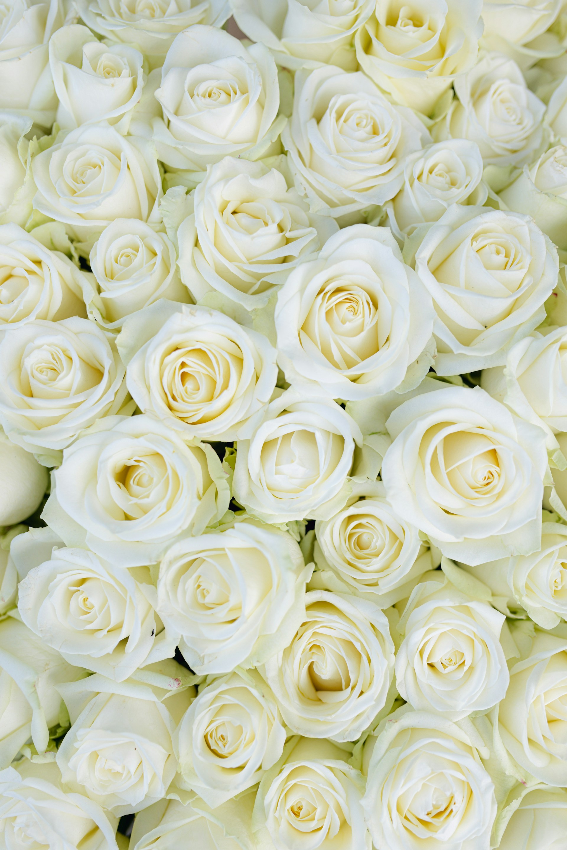 A large bouquet of white roses is shown