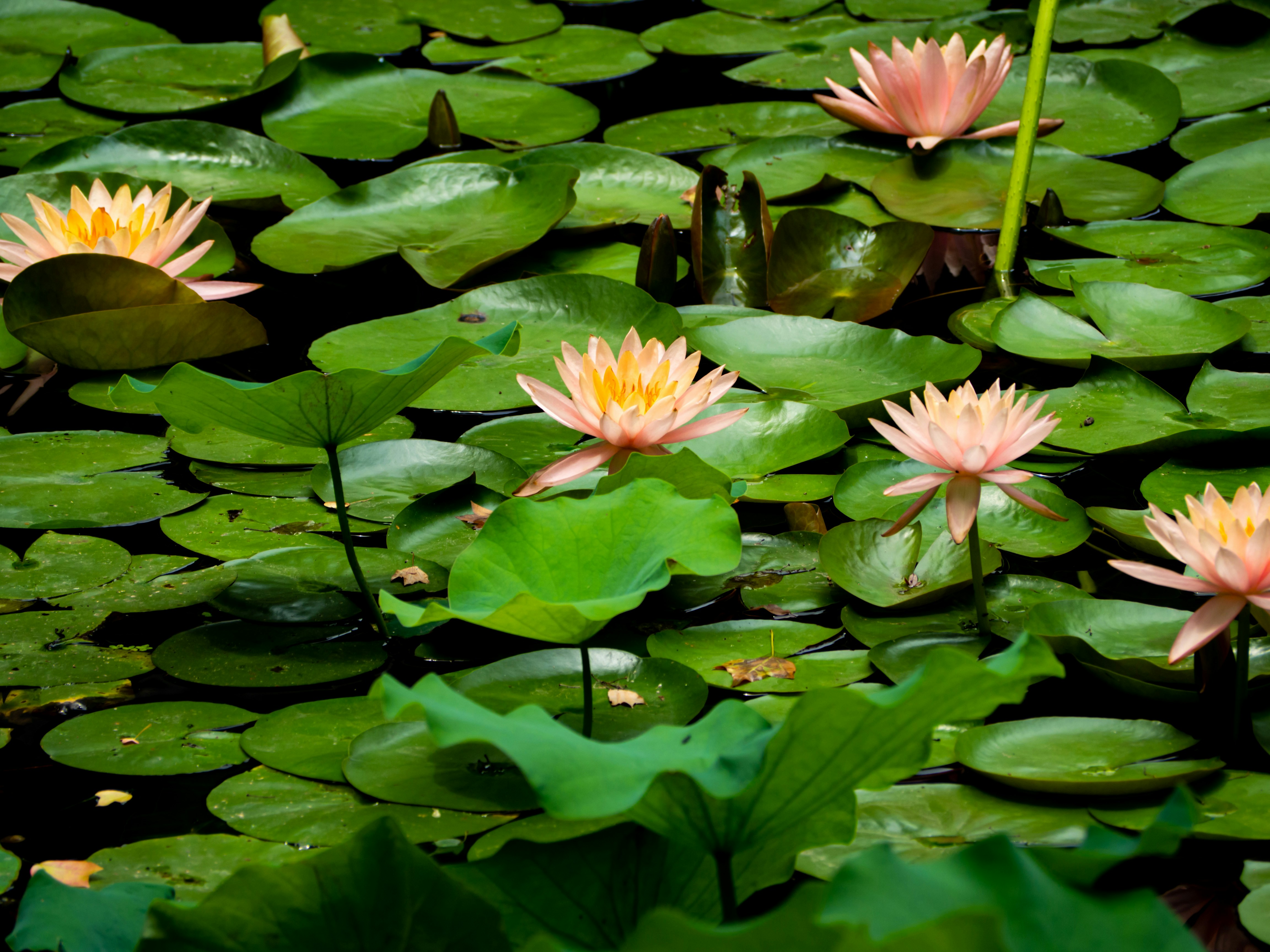 Photo by siriusharrison