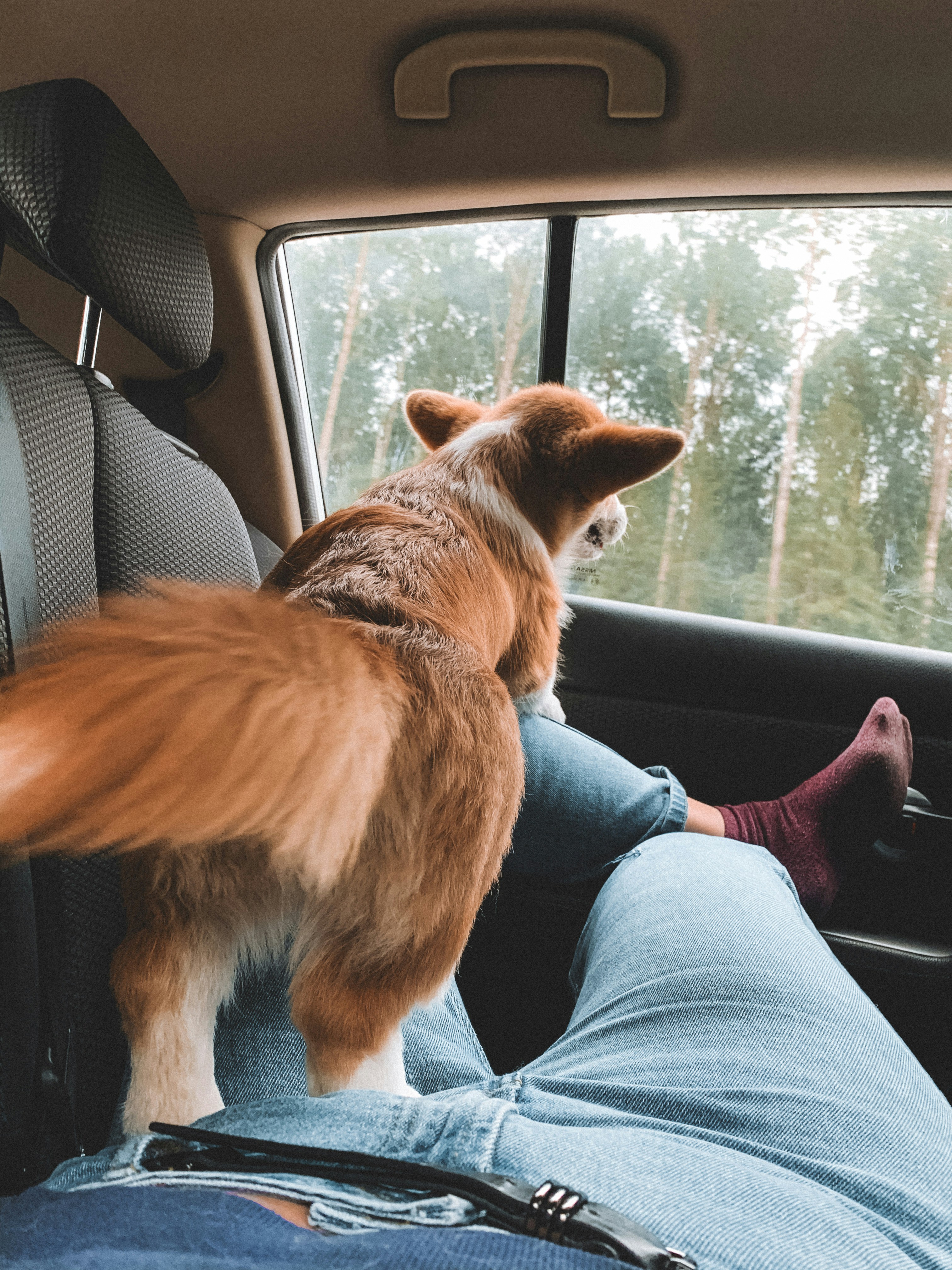 Pes stojí na nohách majiteľa v aute. Cestovanie so psom do zahraničia autom.