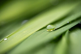 A drop of water on a green leaf