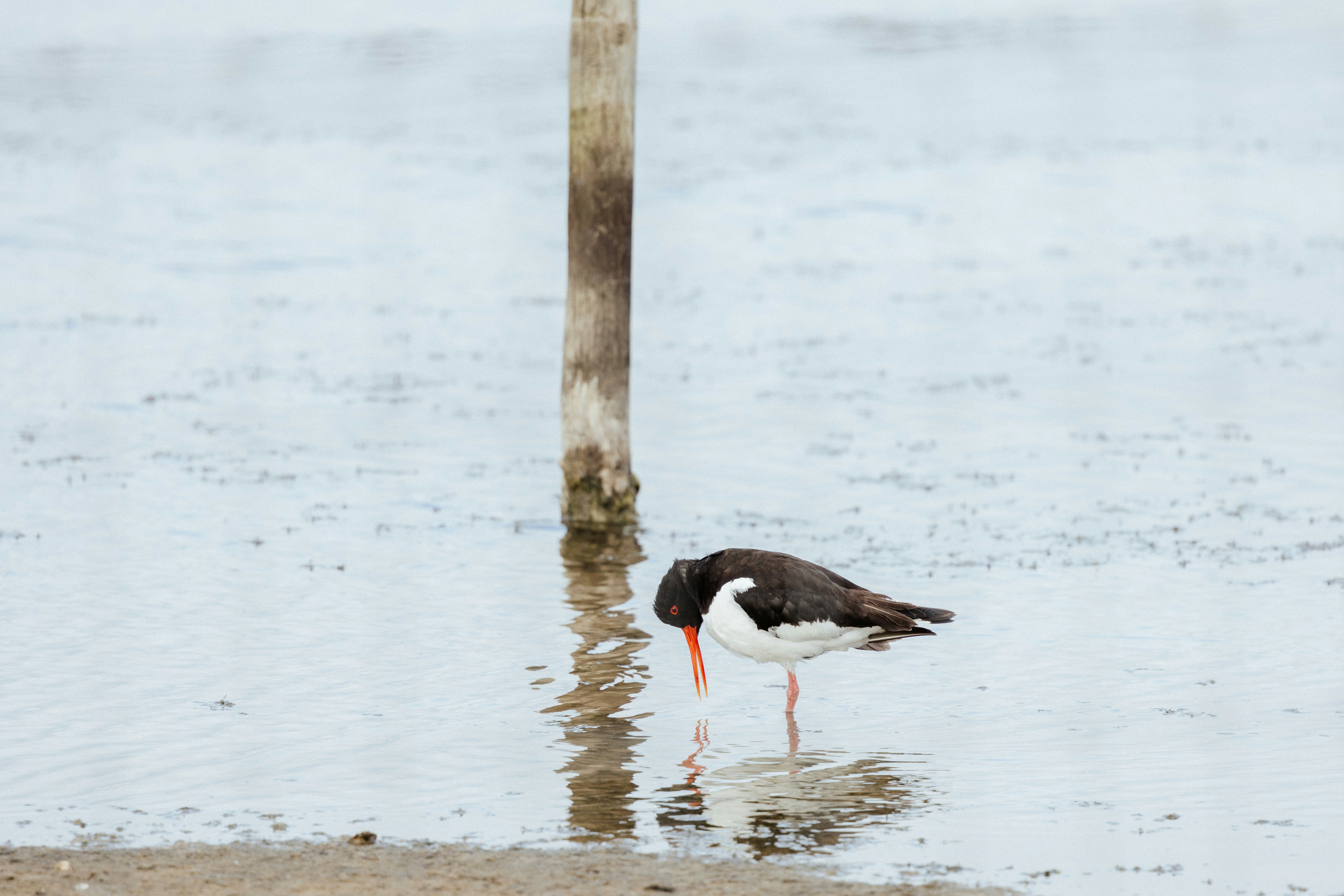 Photo by anniespratt