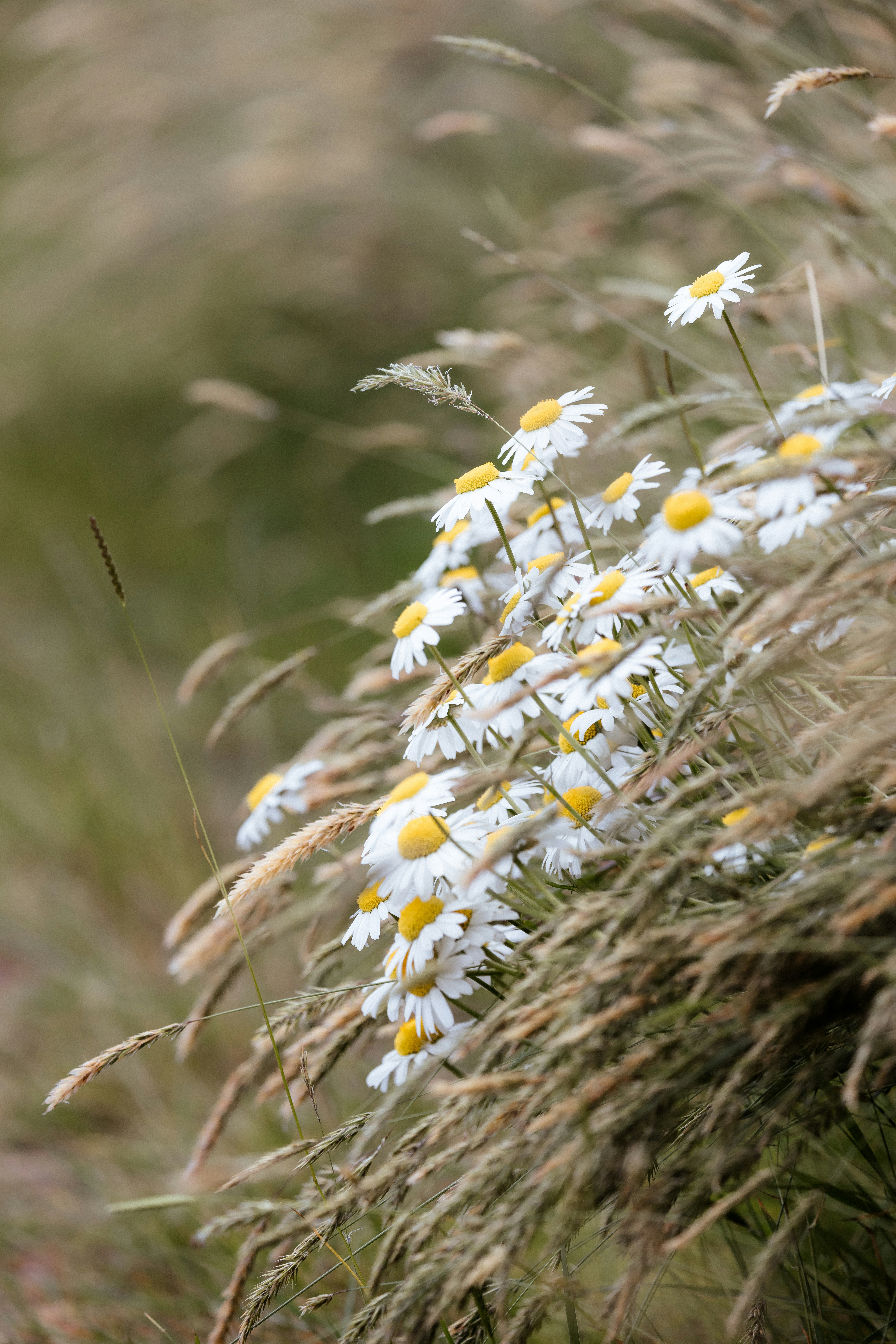 A bunch of white and yellow flowers in a field