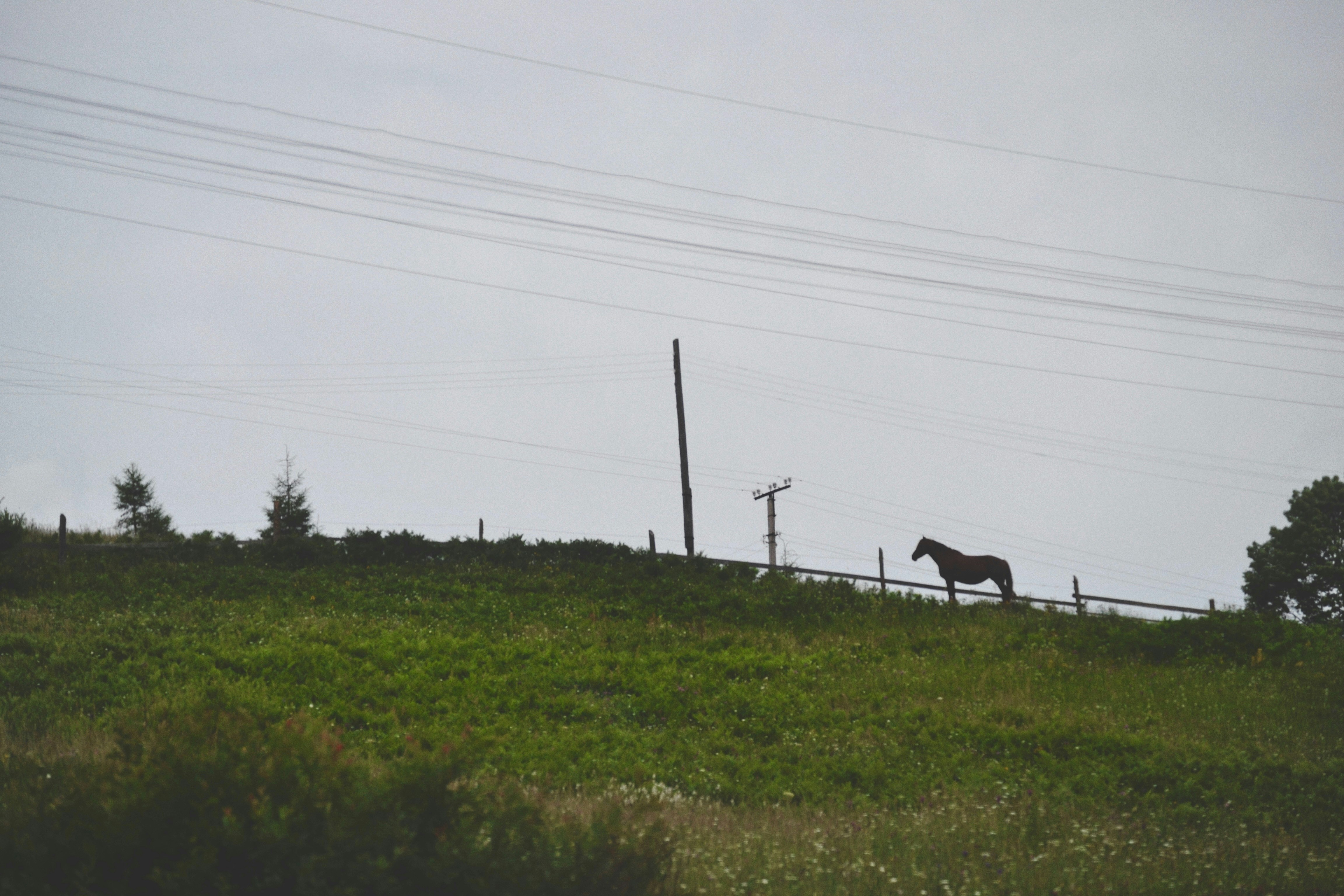 Seekor kuda berdiri di atas lereng bukit hijau subur