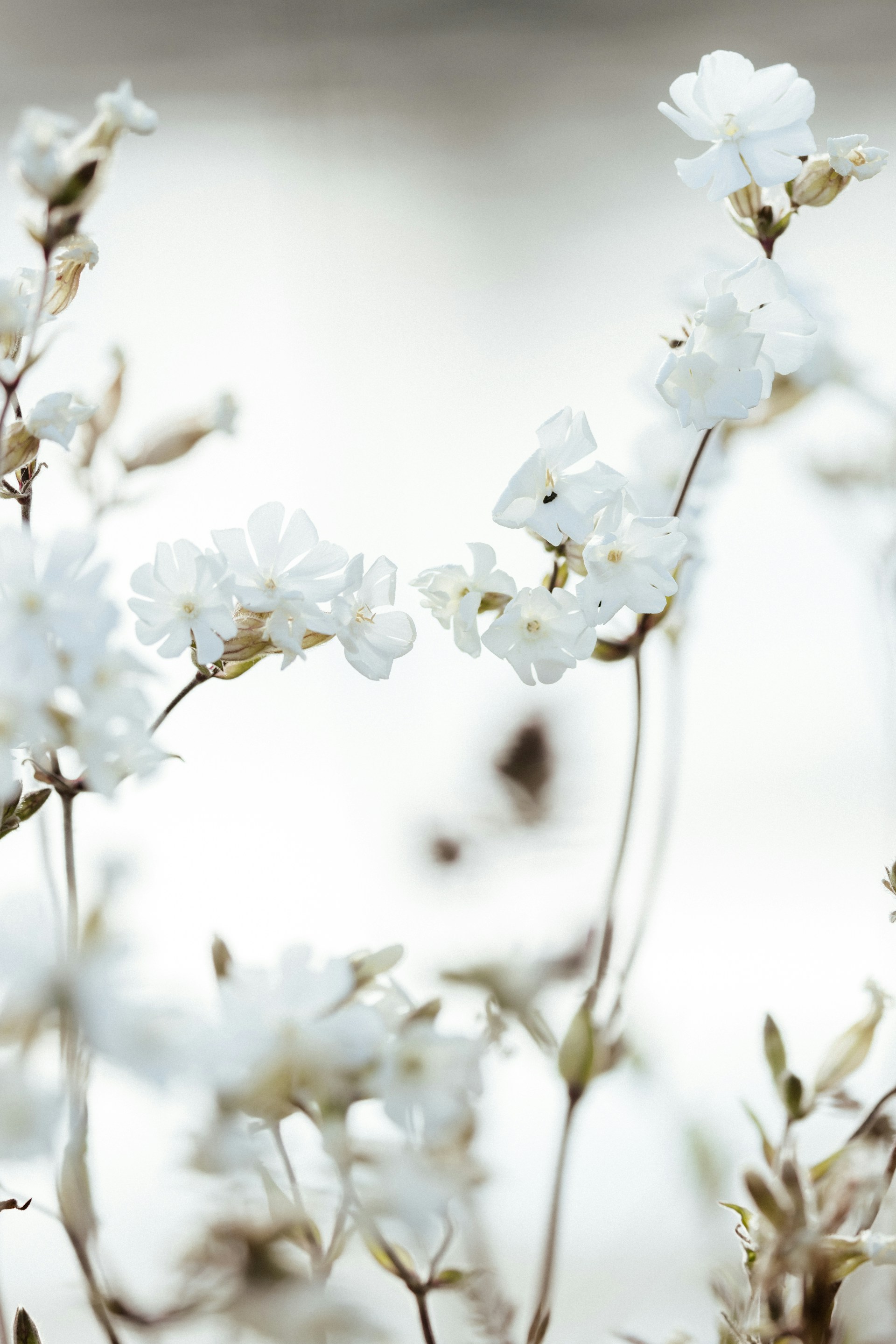 A close up of some white flowers on a branch