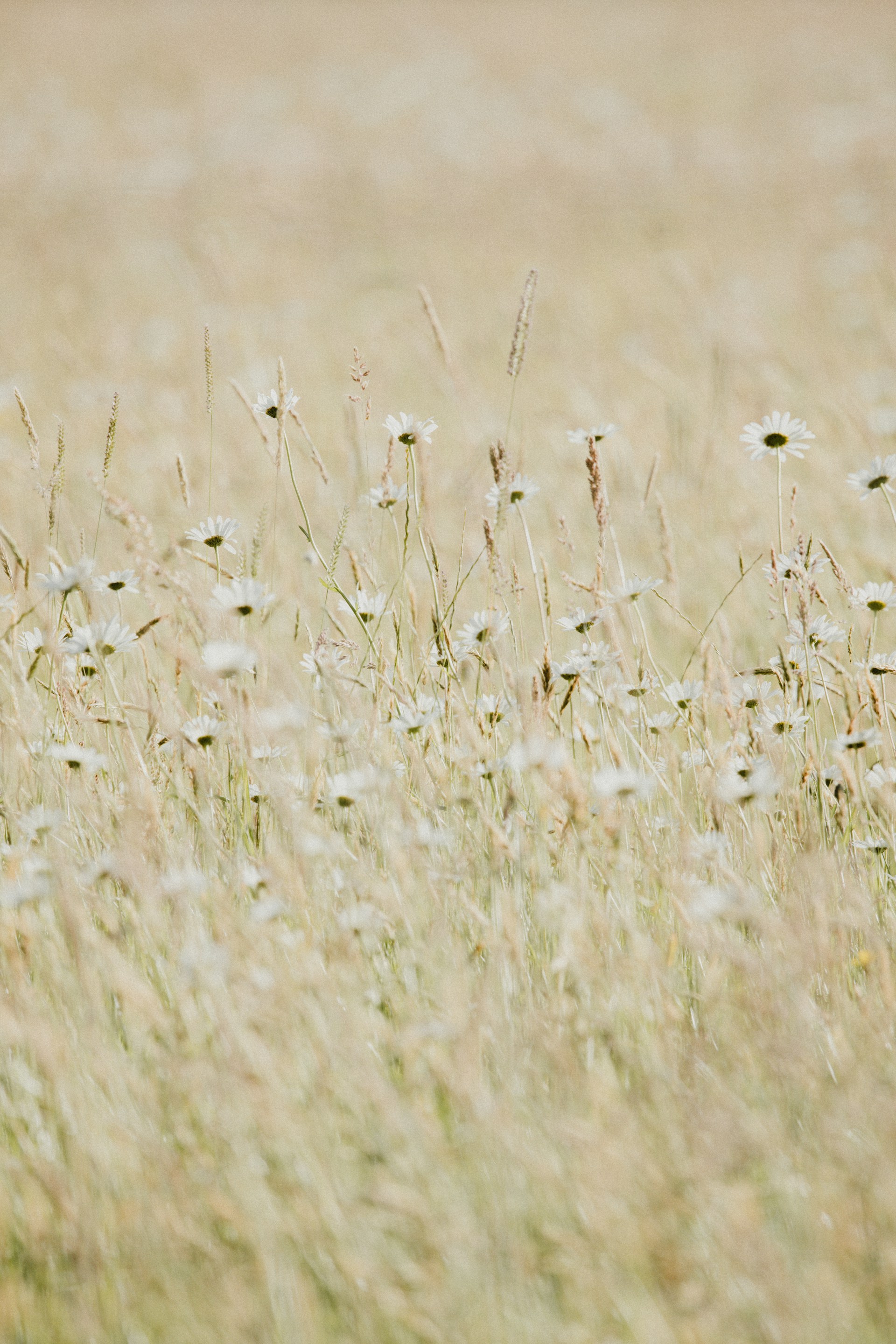 A field full of tall grass with white flowers