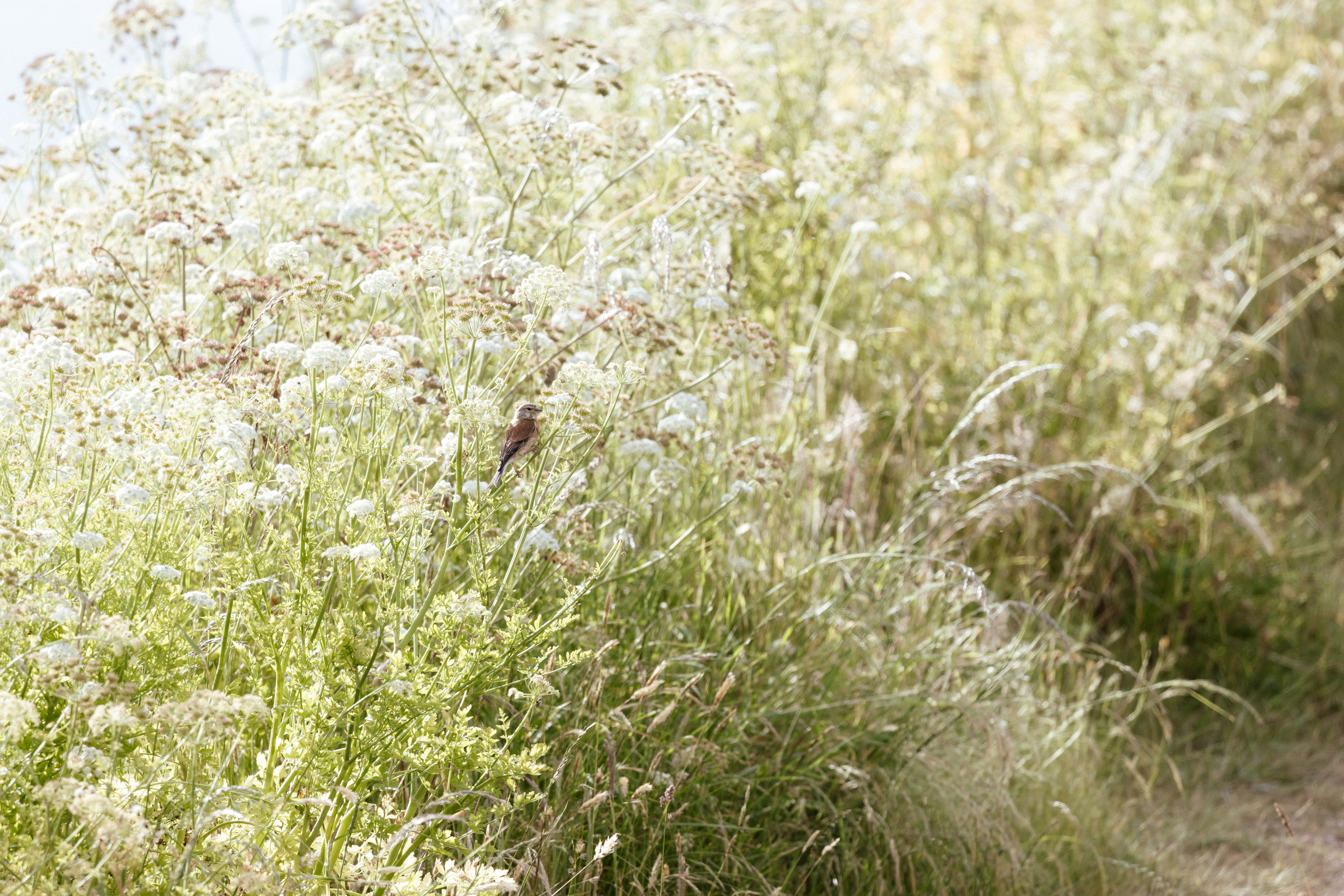 Photo by anniespratt