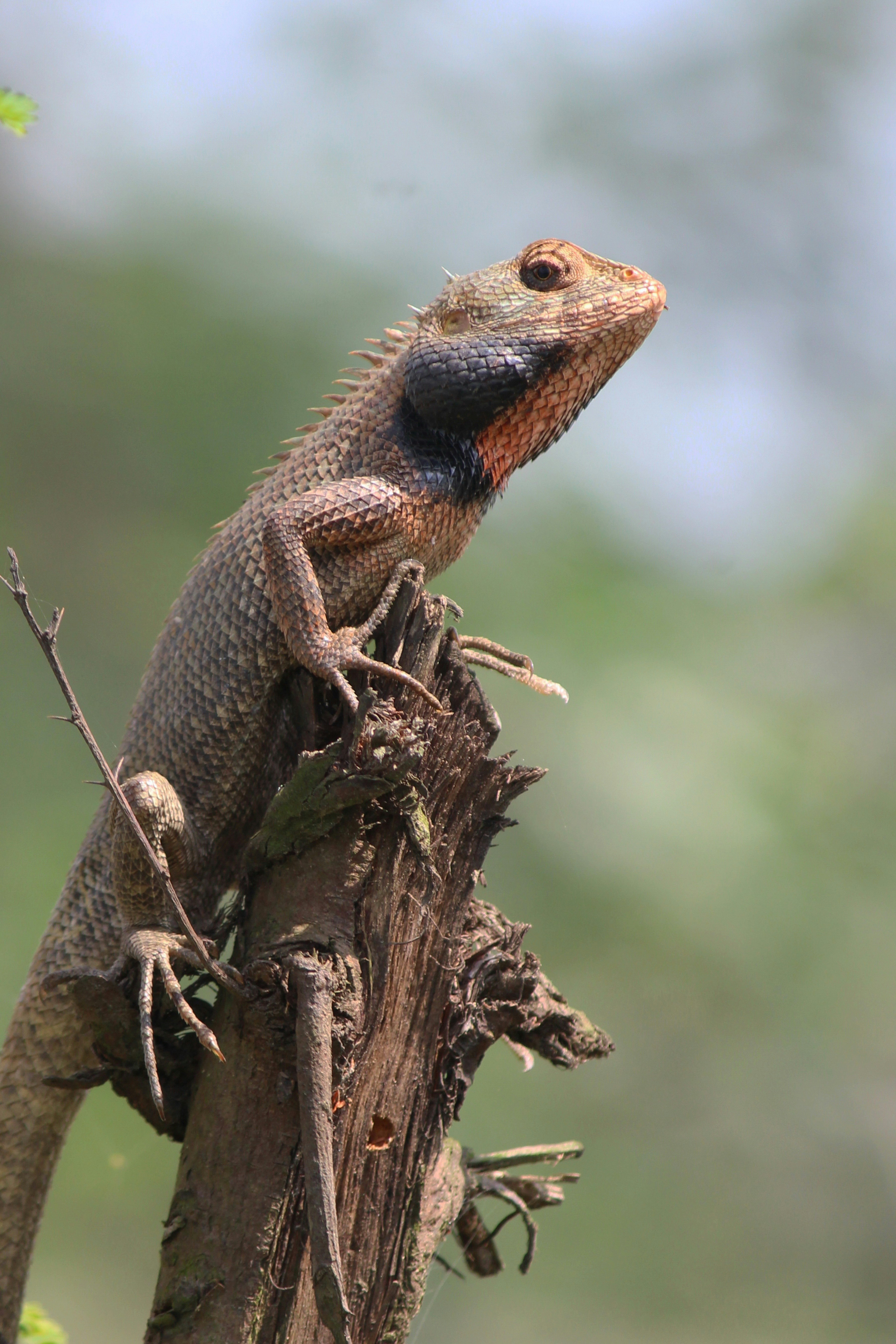 Photo by dibakar16roy