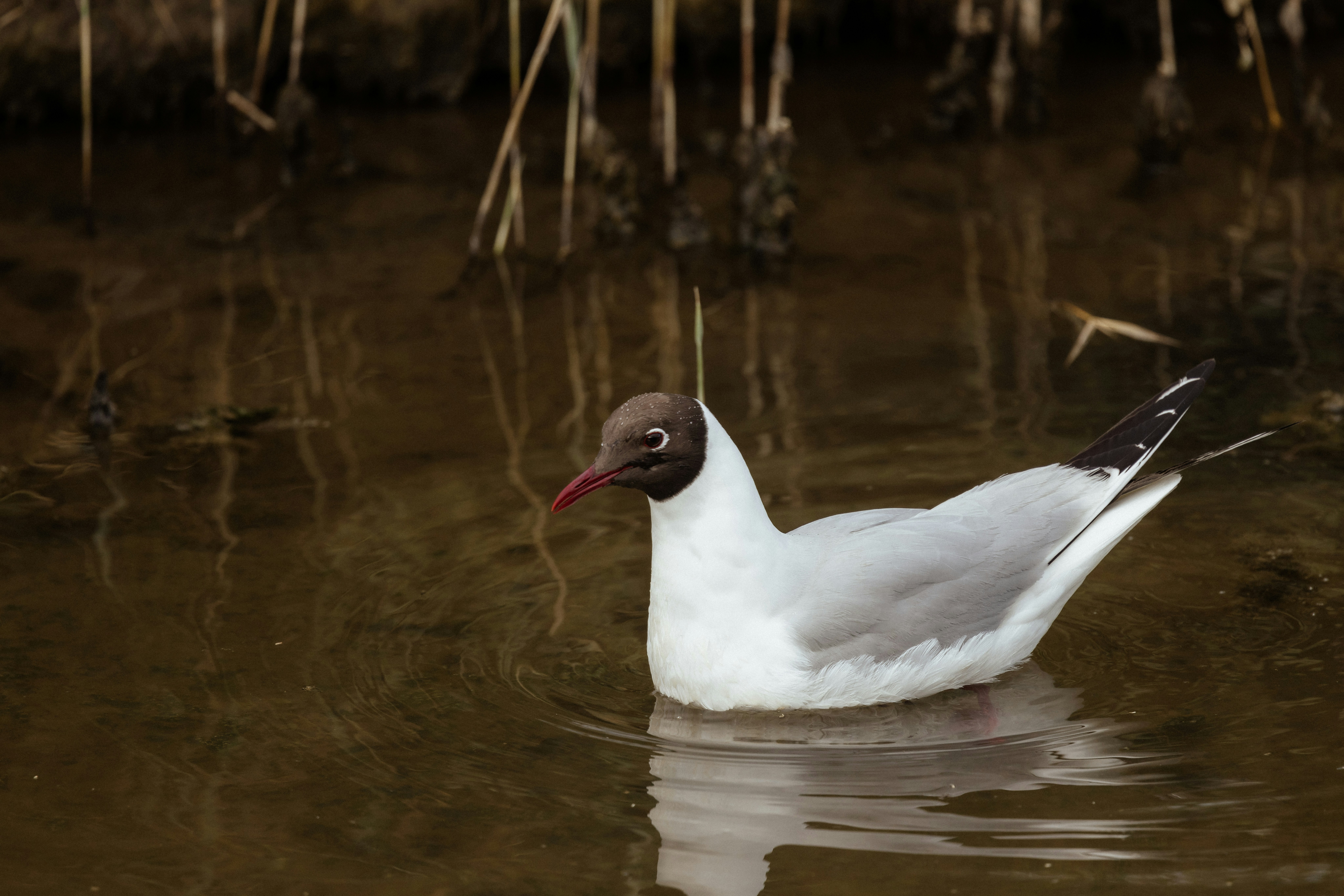 Photo by anniespratt