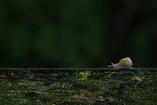 A small yellow bird sitting on top of a wooden fence